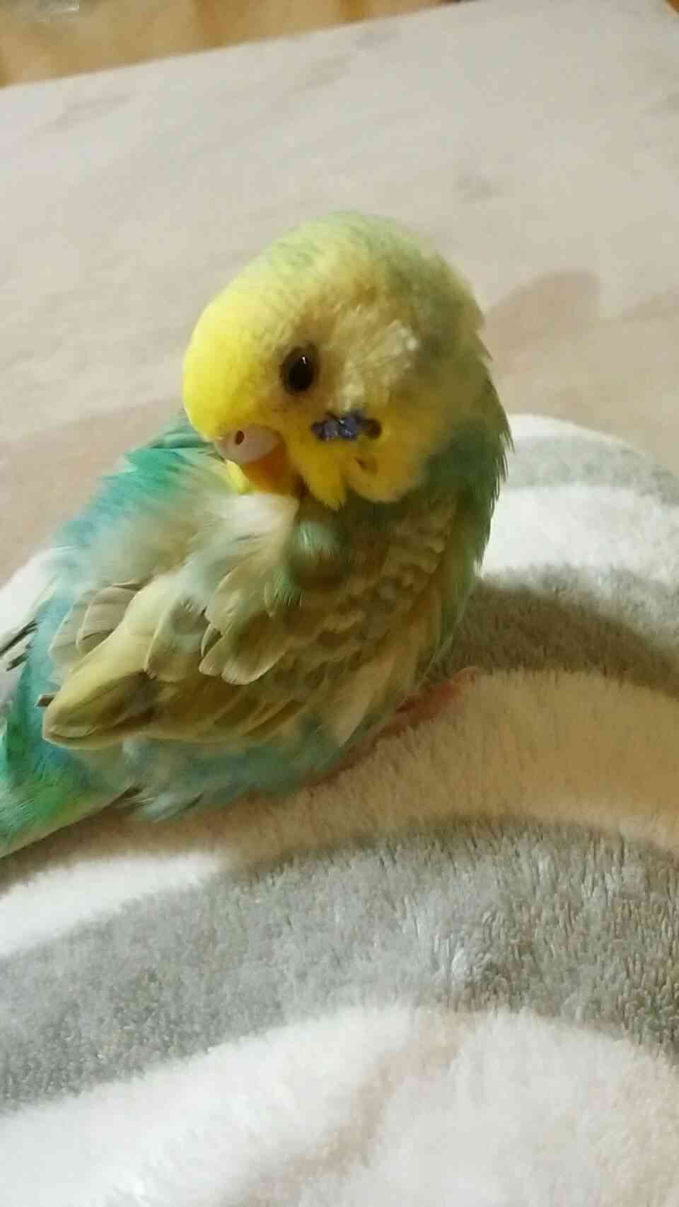 ペットの写真の撮り方を教えてください