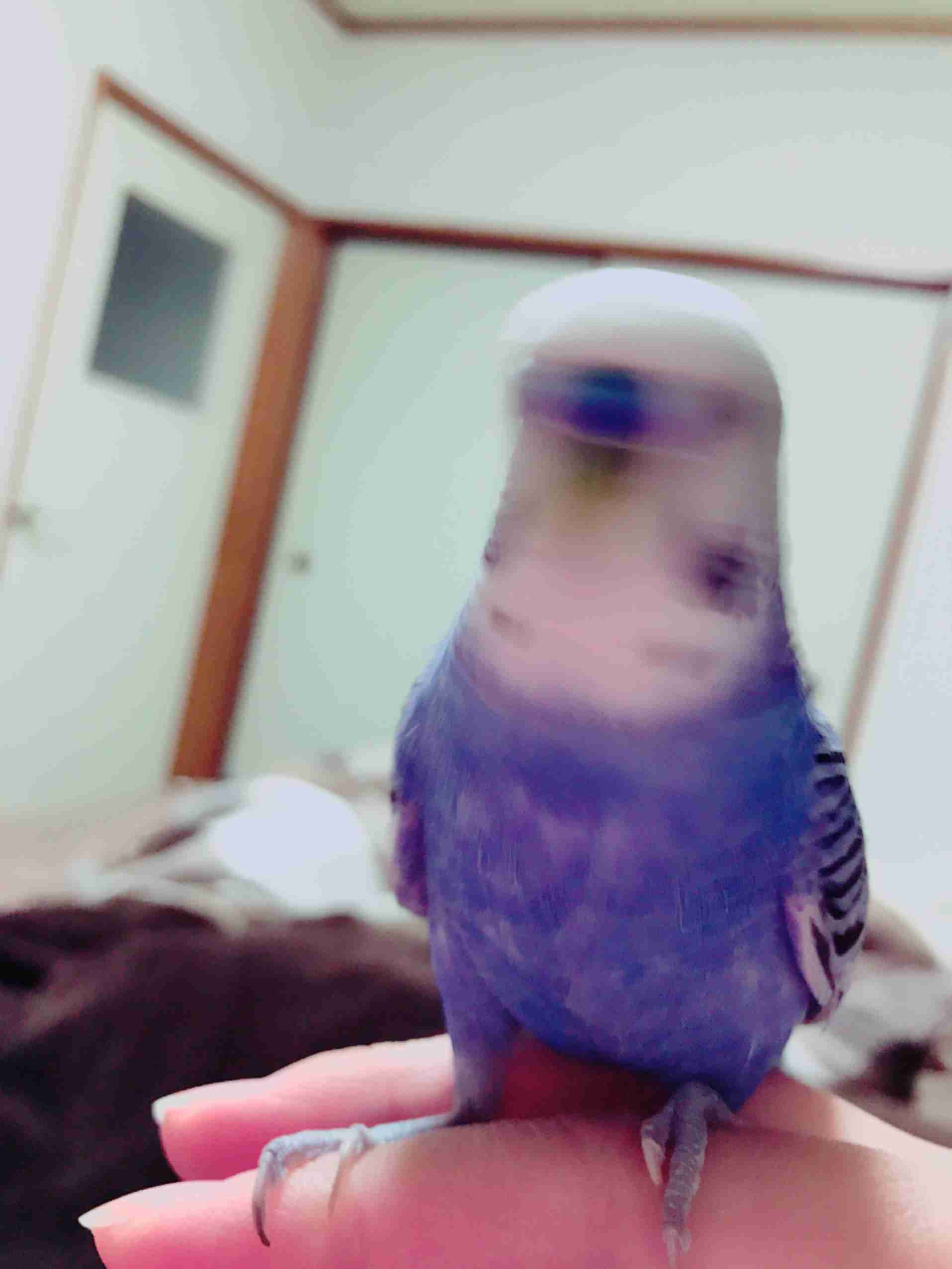 ペットの写真の撮り方を教えてください