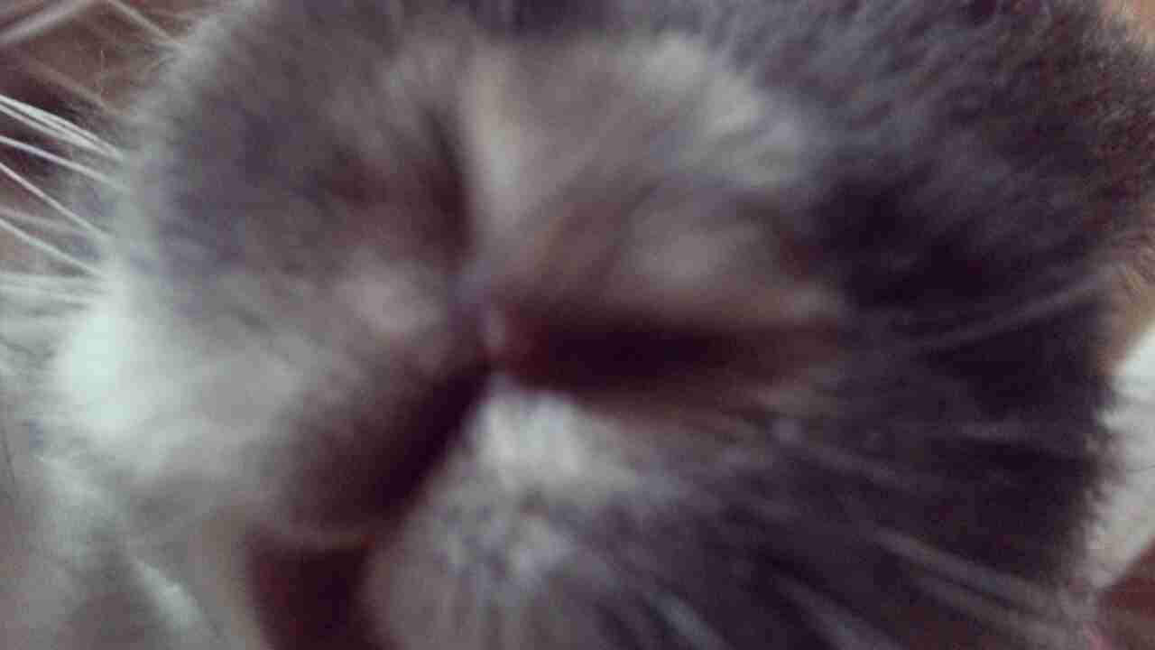 ペットの写真の撮り方を教えてください