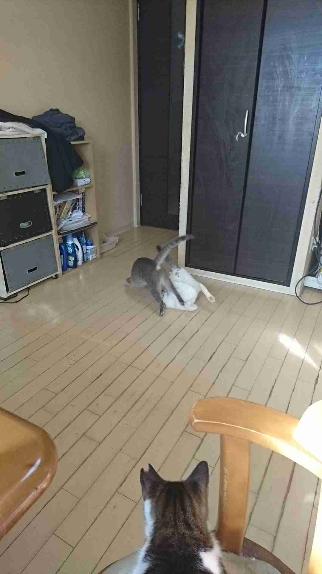ペットの写真の撮り方を教えてください