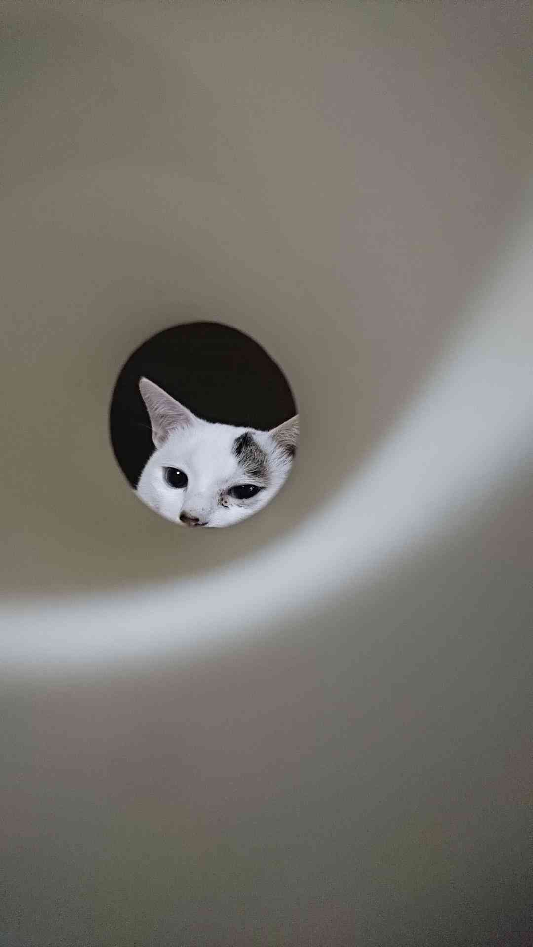 ペットの写真の撮り方を教えてください