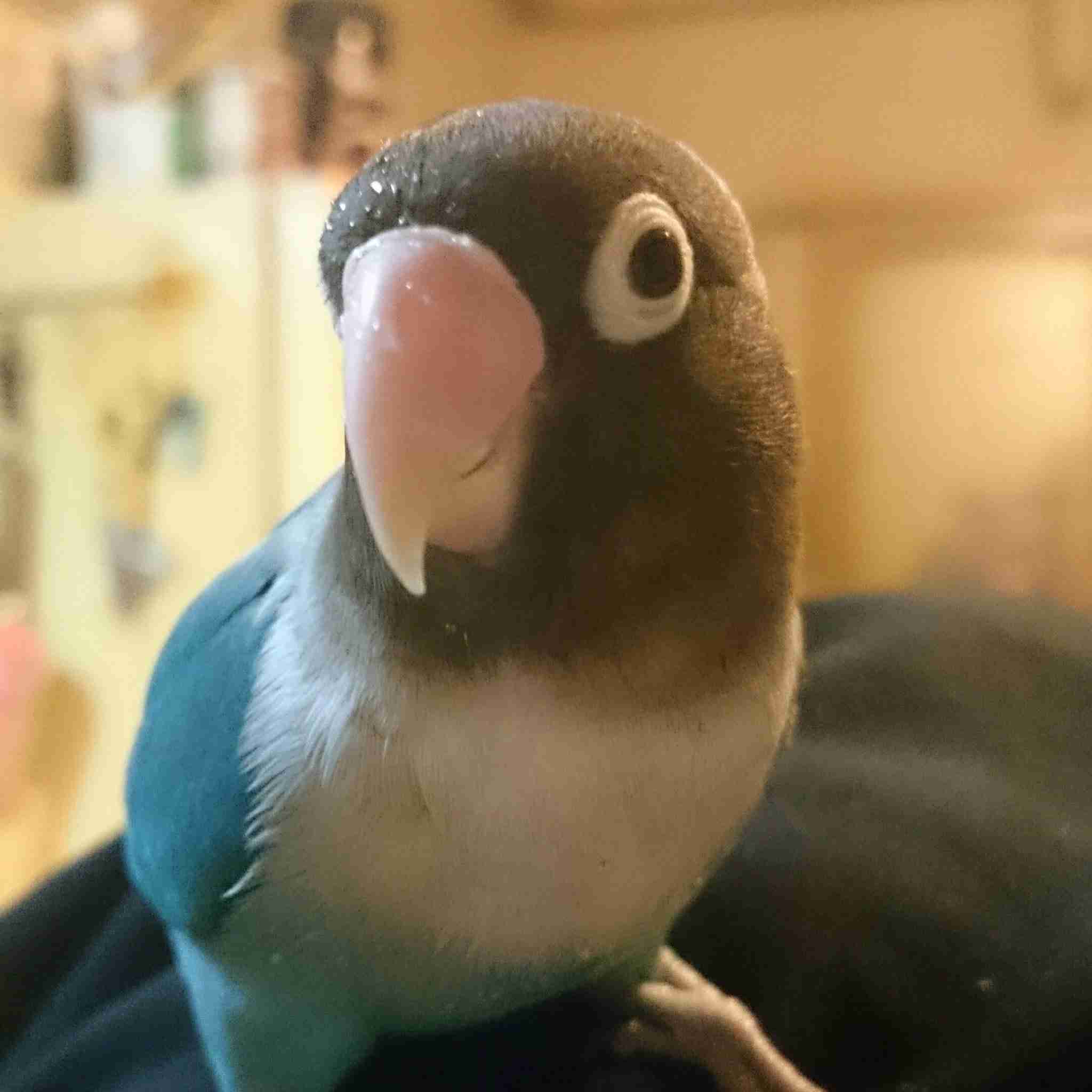 ペットの写真の撮り方を教えてください