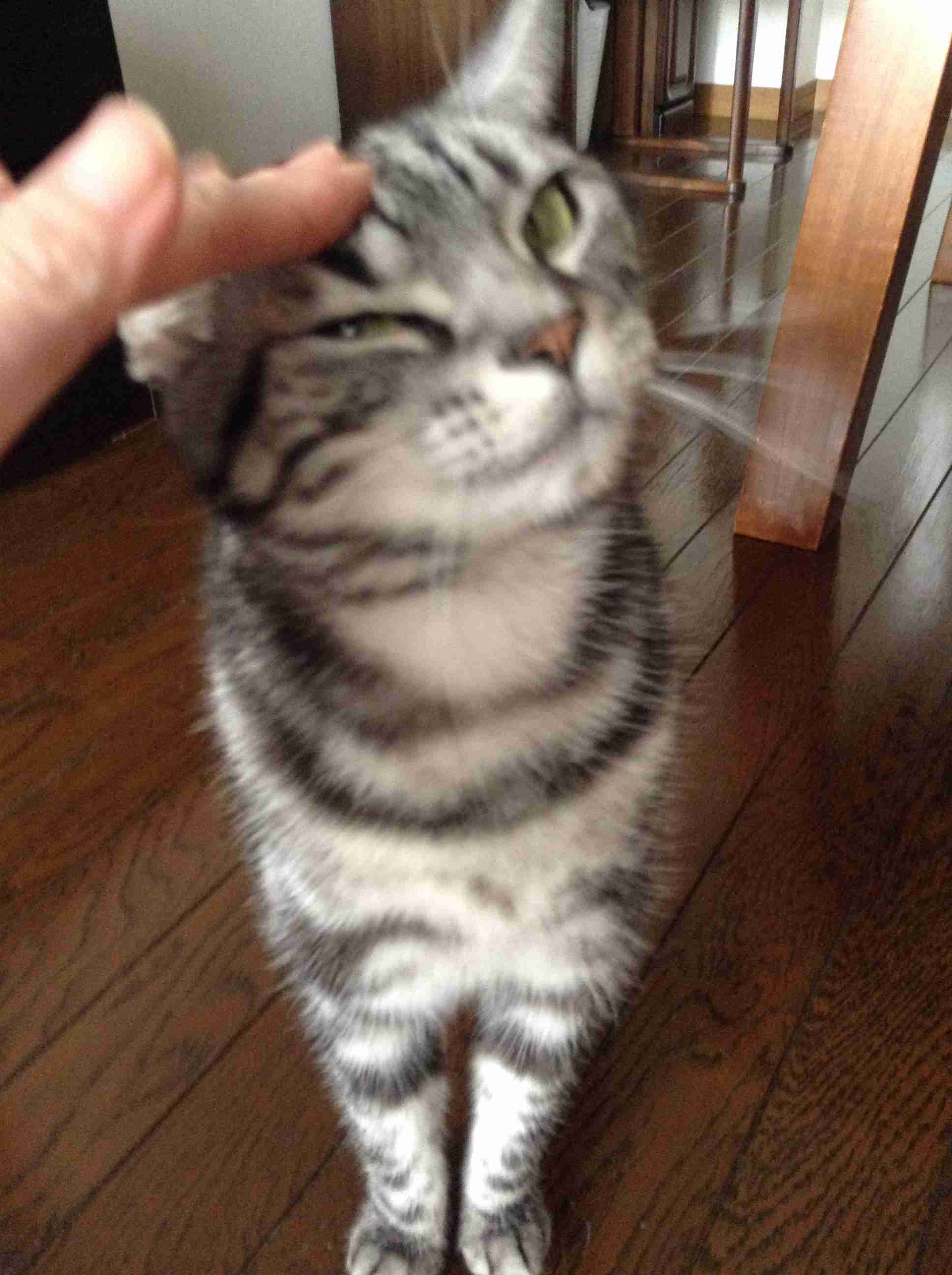 ペットの写真の撮り方を教えてください