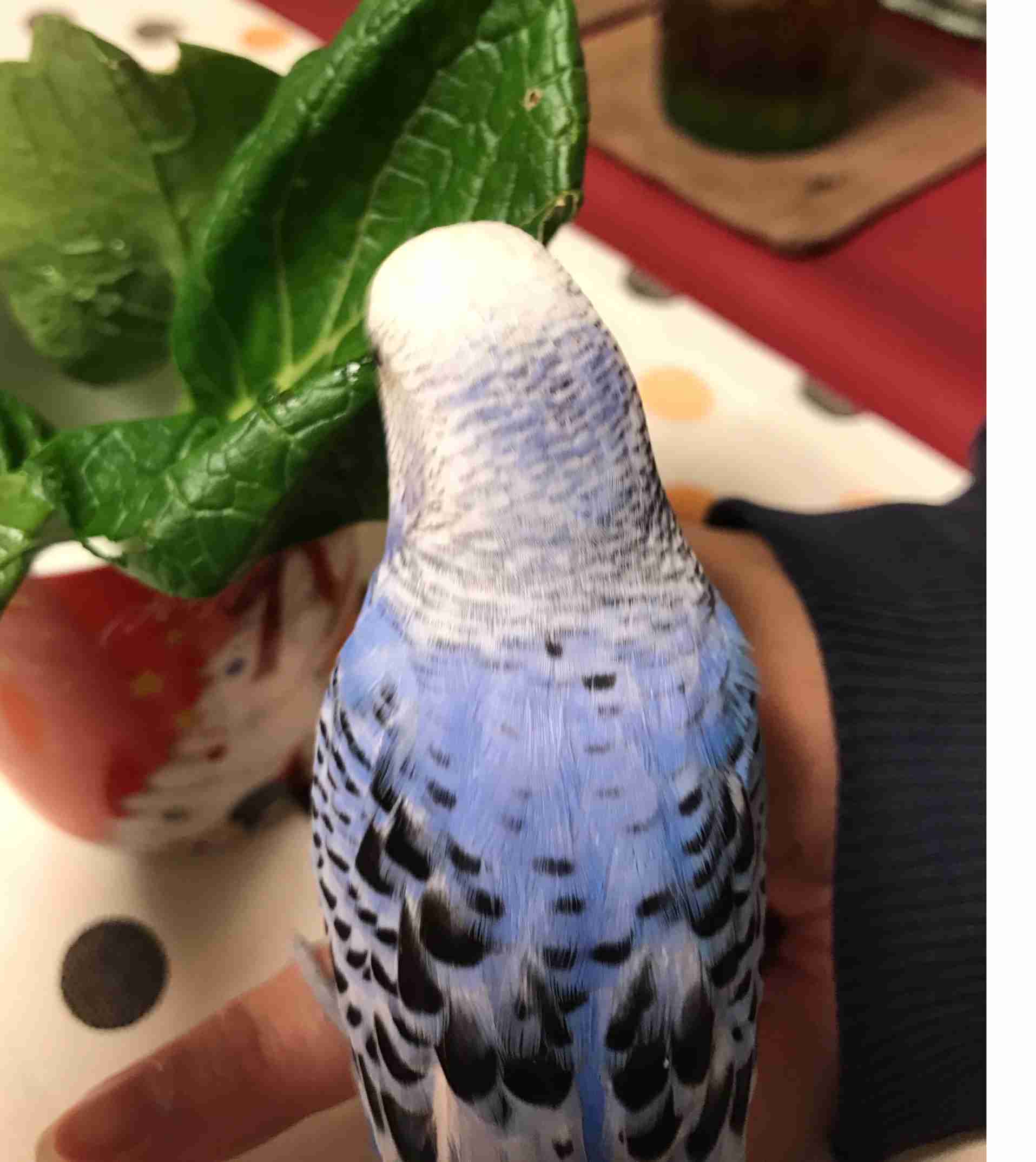 ペットの写真の撮り方を教えてください