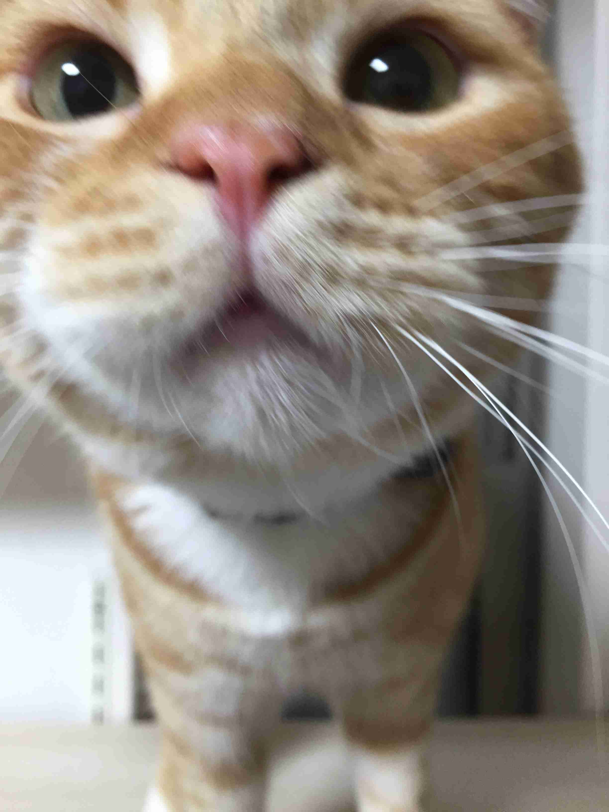 ペットの写真の撮り方を教えてください