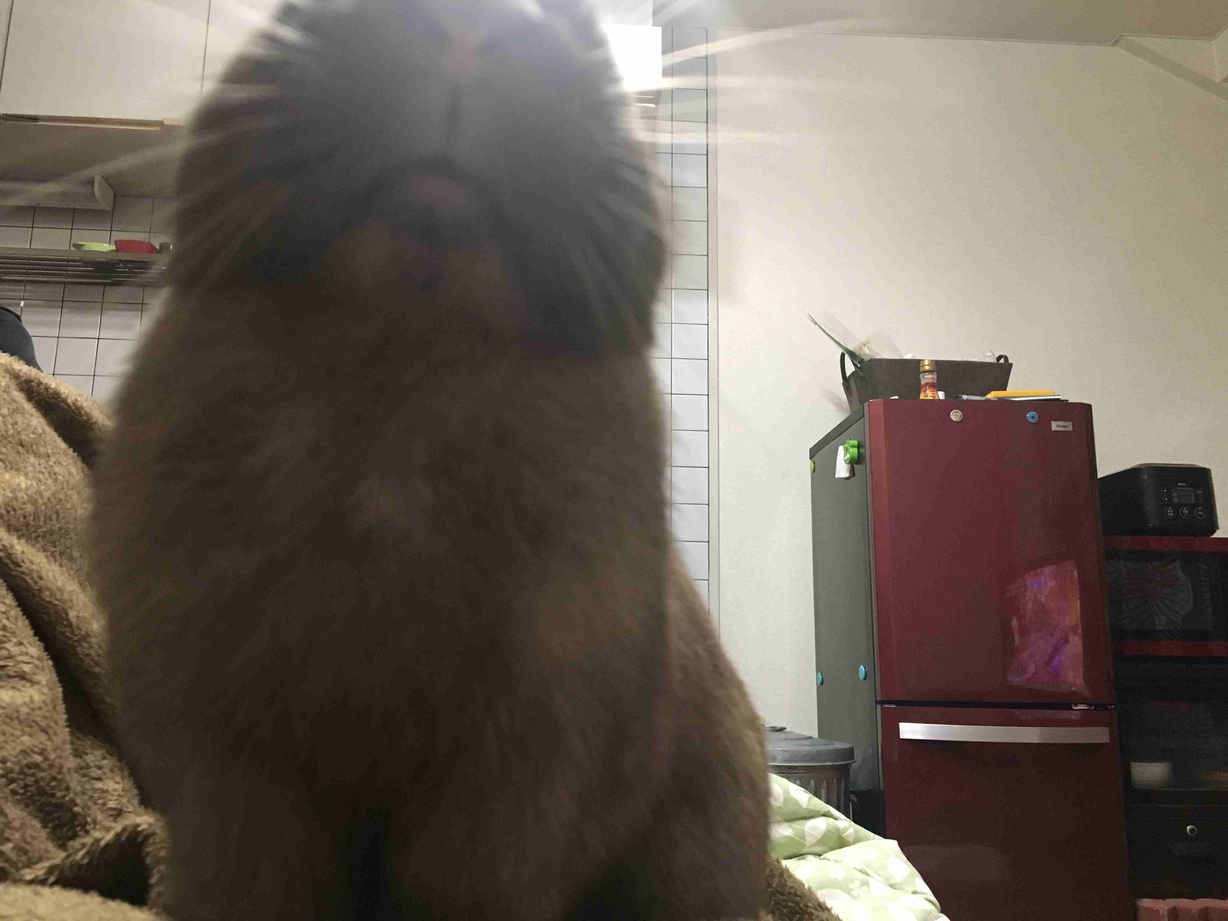 ペットの写真の撮り方を教えてください