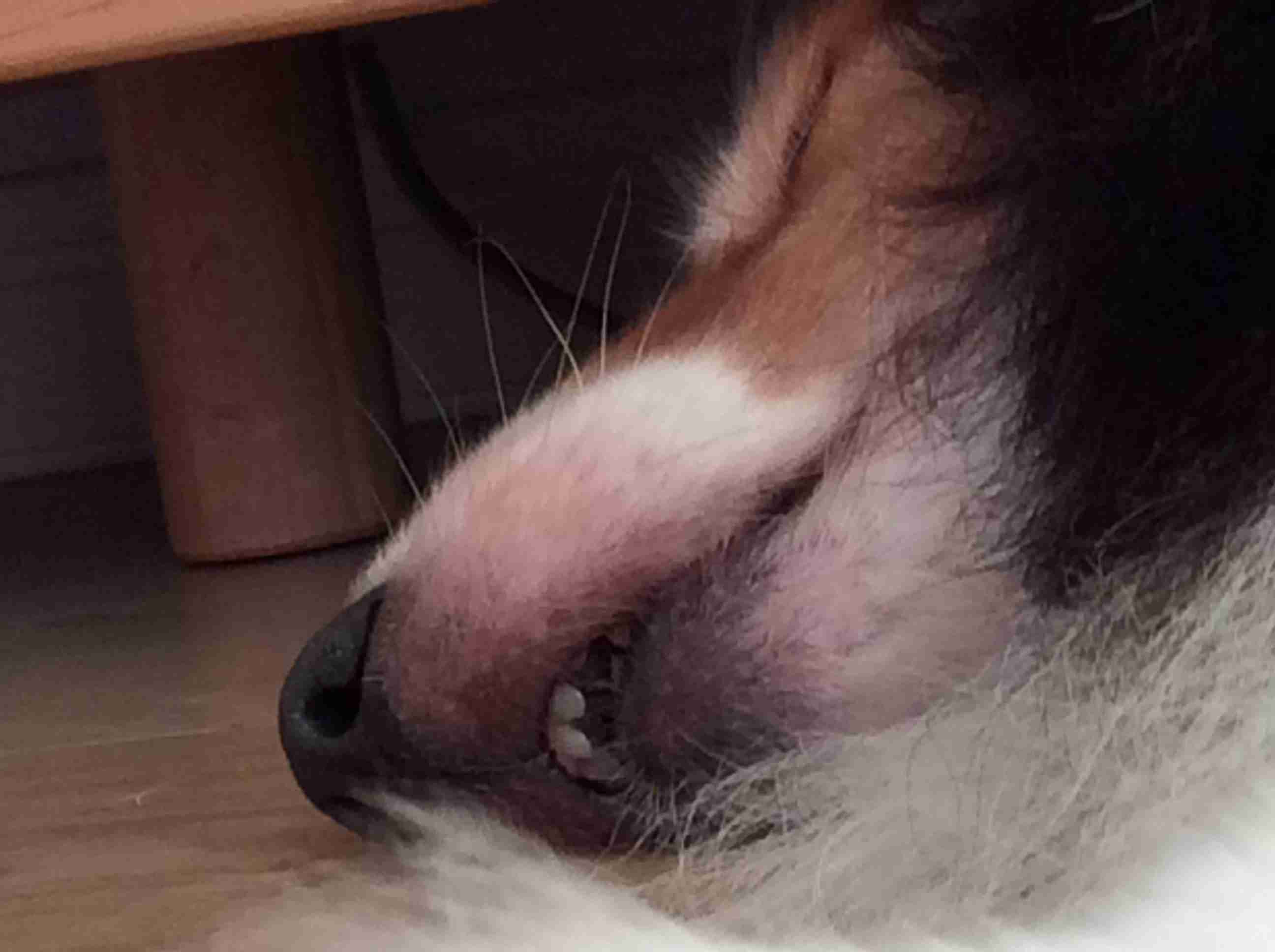 ペットの写真の撮り方を教えてください