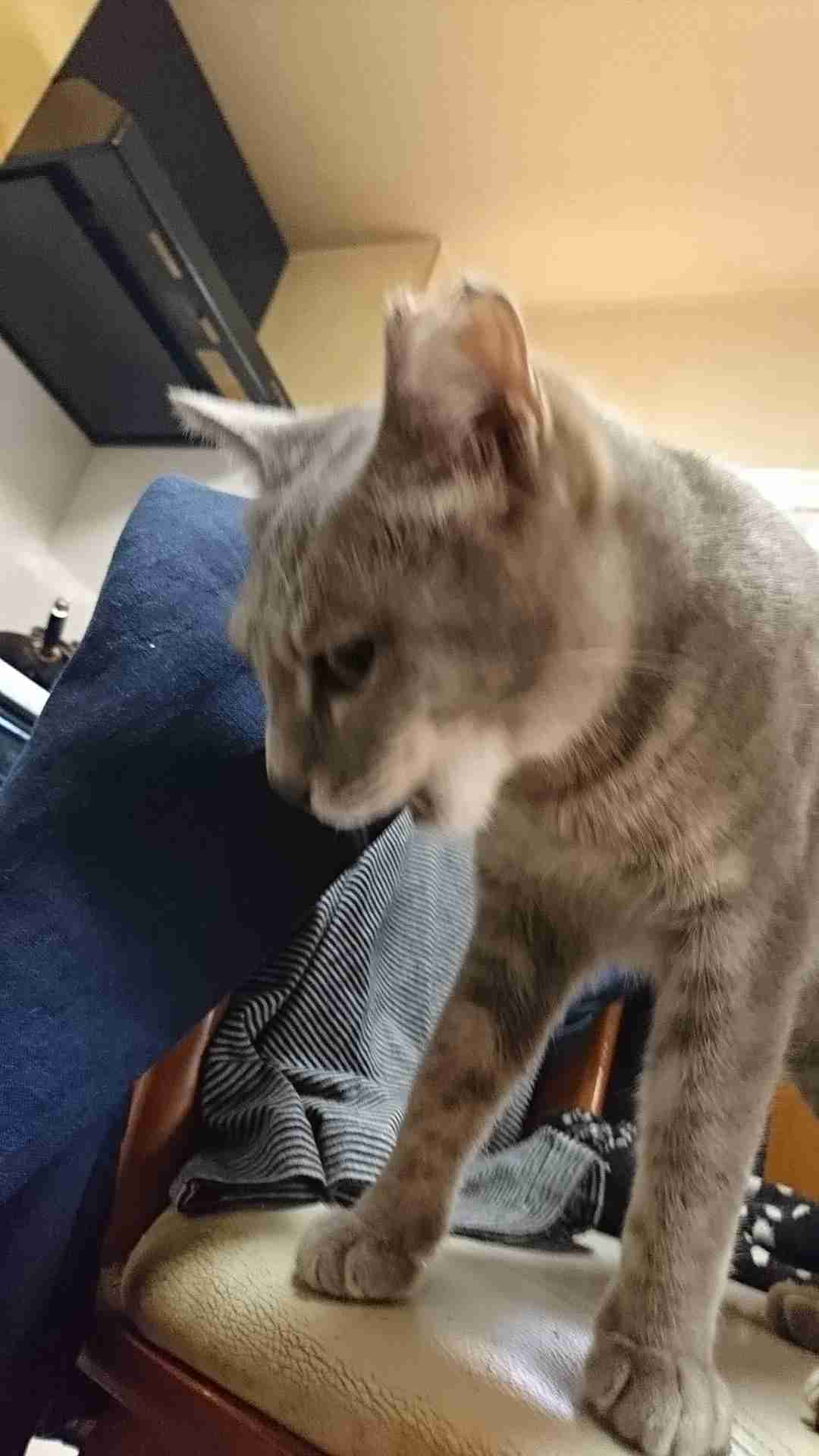 ペットの写真の撮り方を教えてください