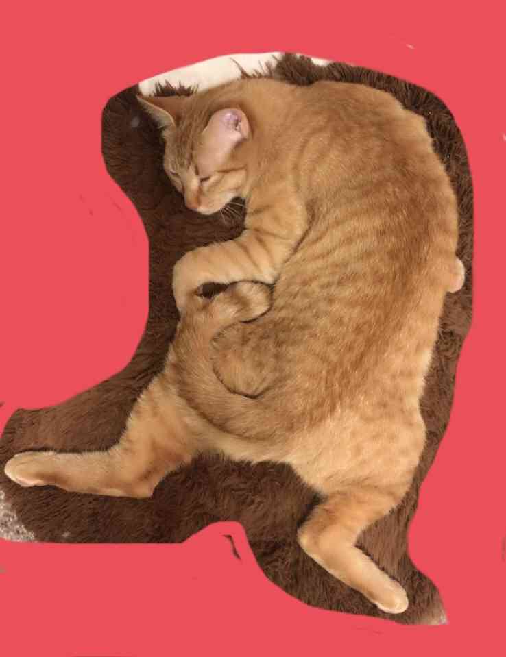 ペットの写真の撮り方を教えてください