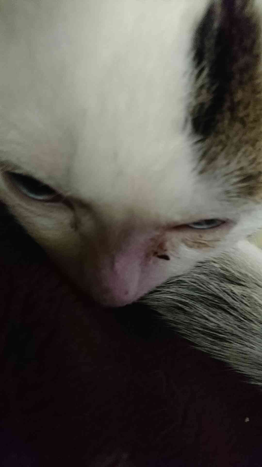 ペットの写真の撮り方を教えてください