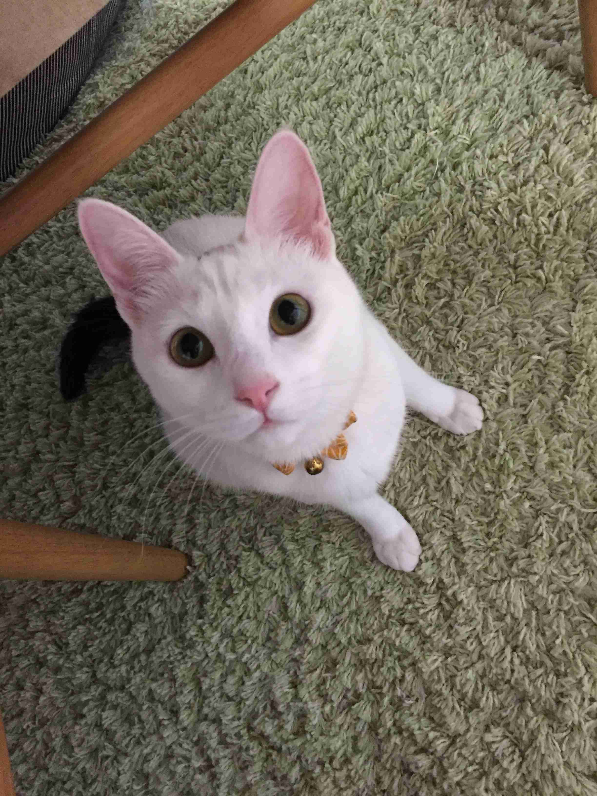 ペットの写真の撮り方を教えてください