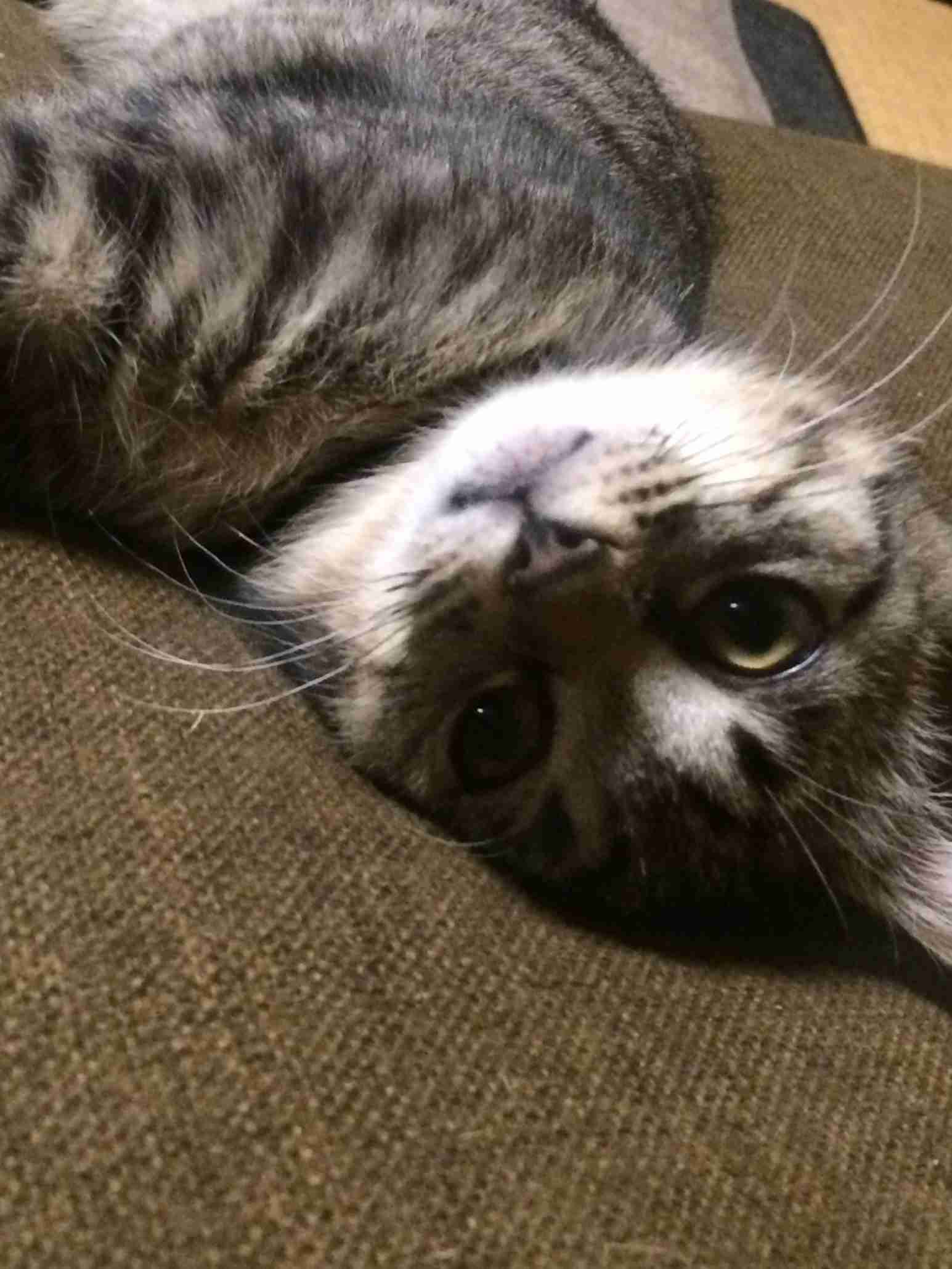 ペットの写真の撮り方を教えてください