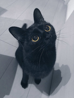 ペットの写真の撮り方を教えてください