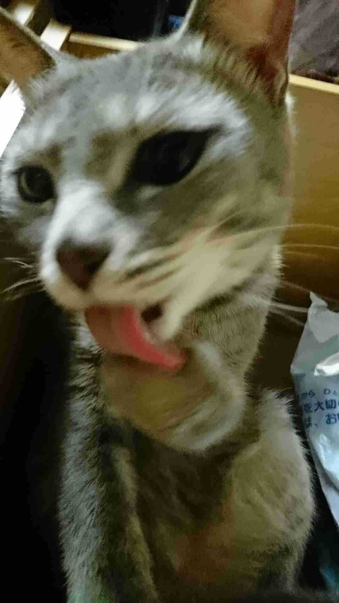 ペットの写真の撮り方を教えてください