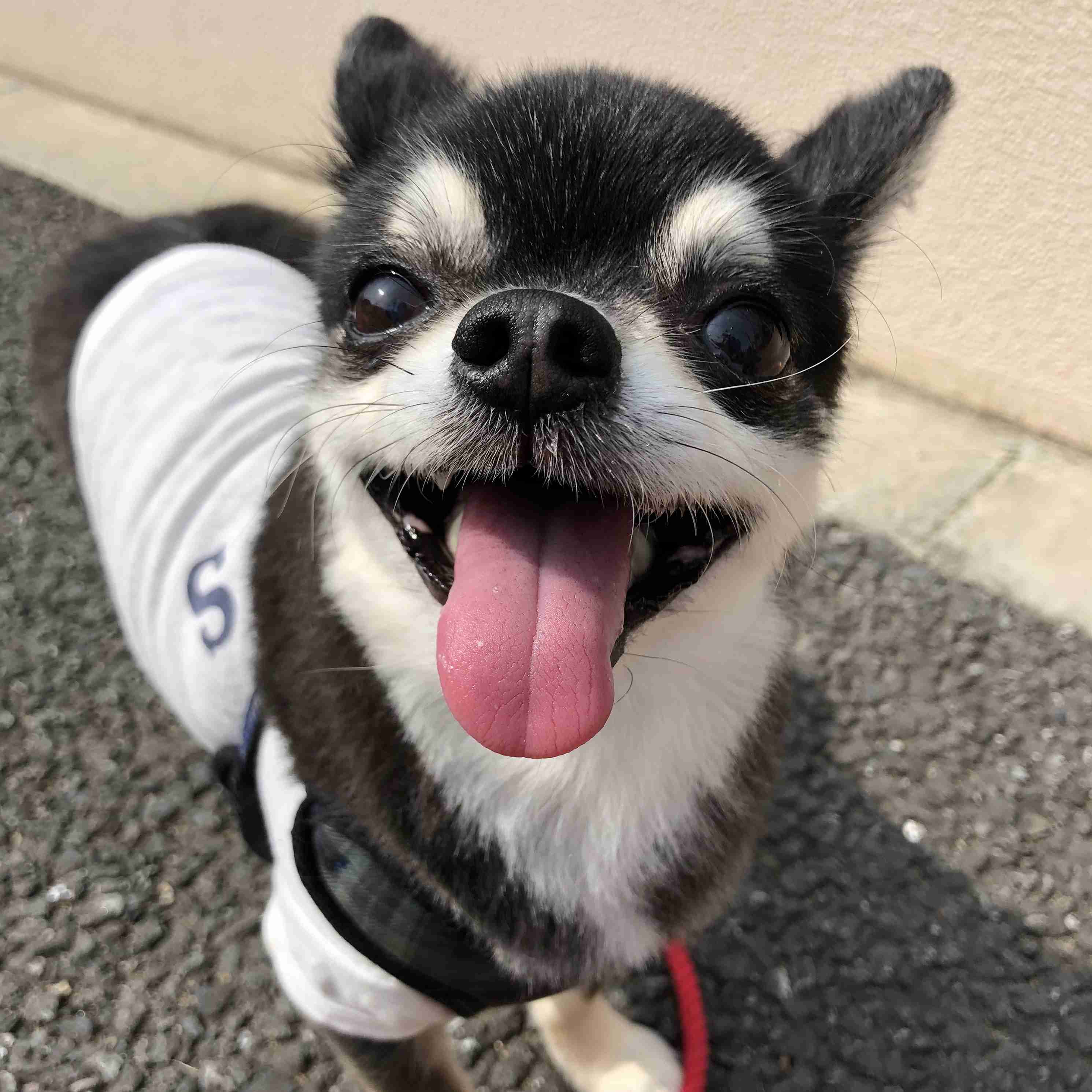 ペットの写真の撮り方を教えてください
