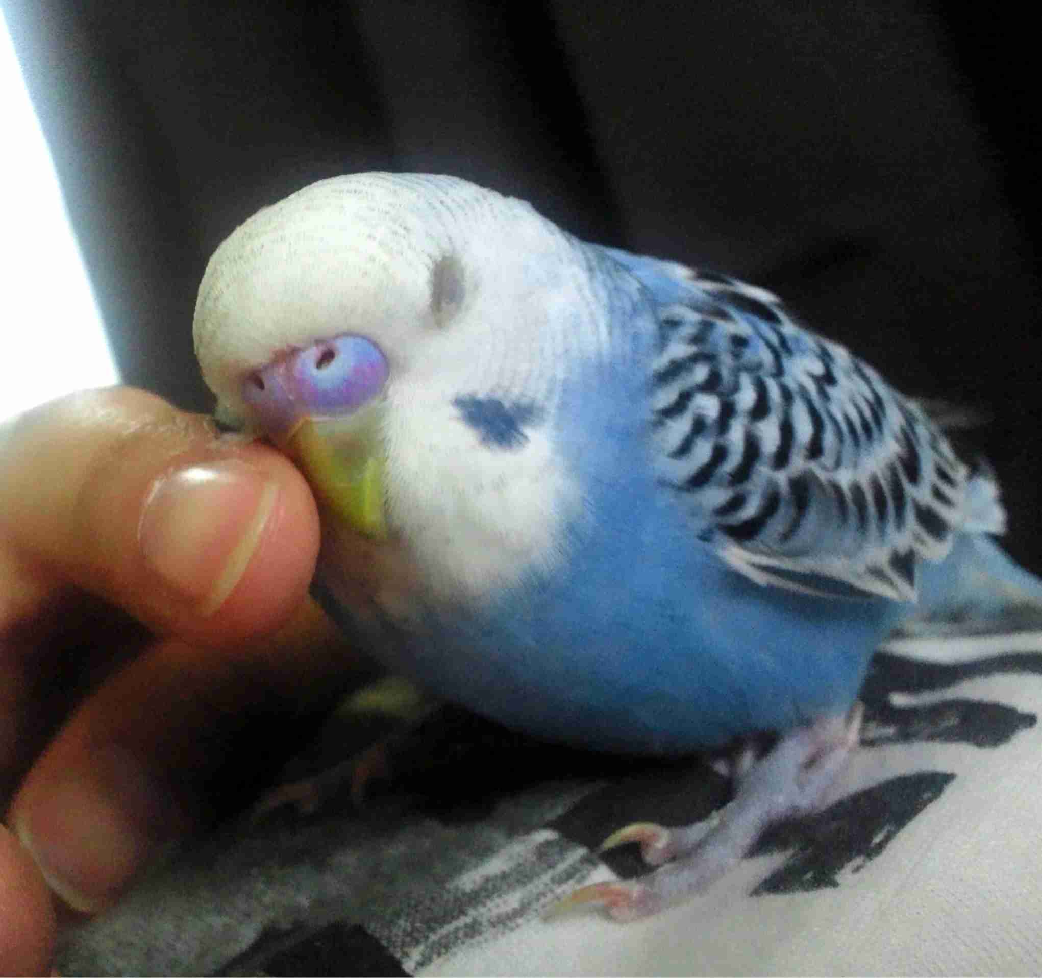 ペットの写真の撮り方を教えてください