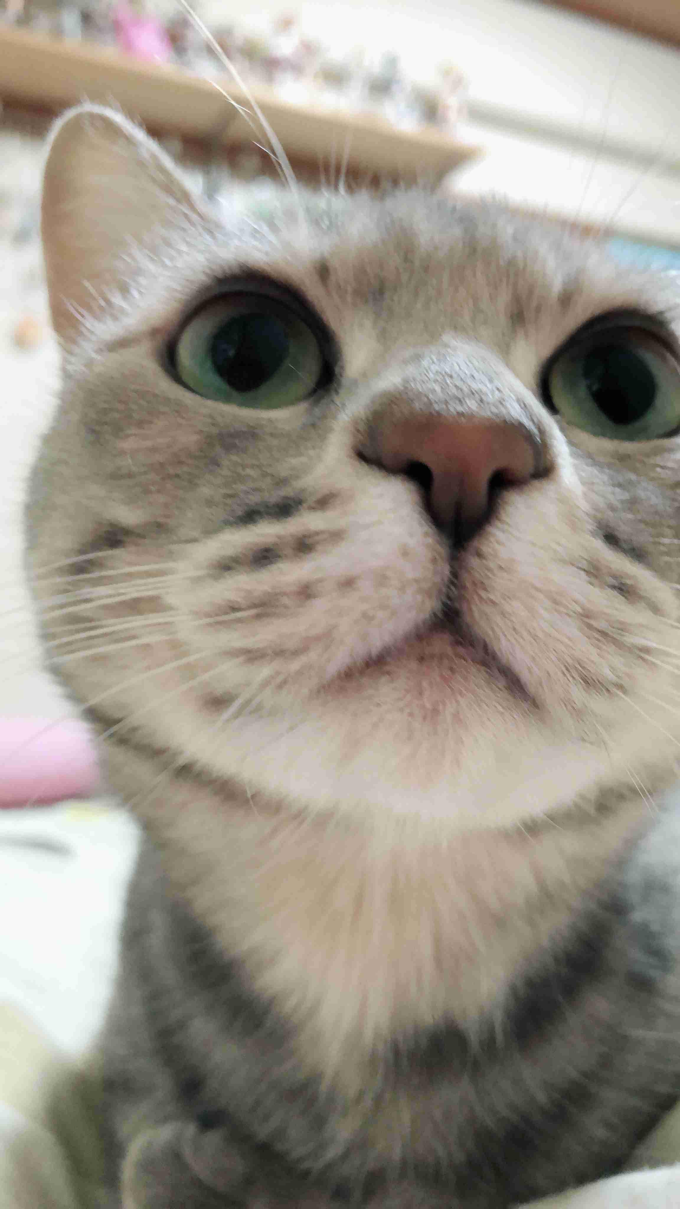 ペットの写真の撮り方を教えてください