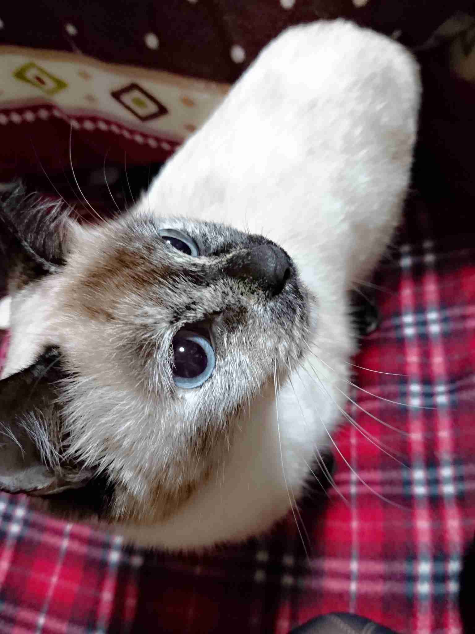 ペットの写真の撮り方を教えてください
