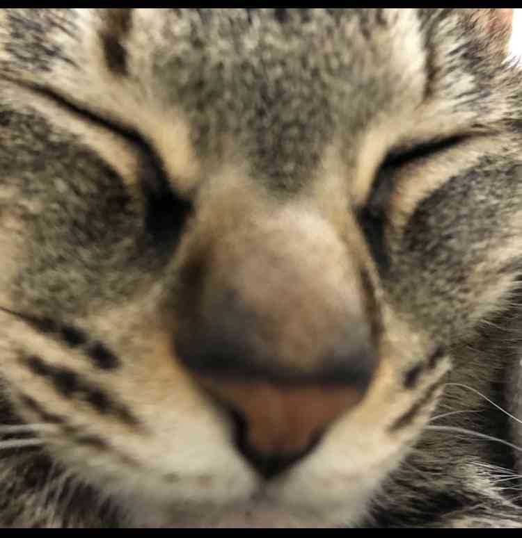 ペットの写真の撮り方を教えてください