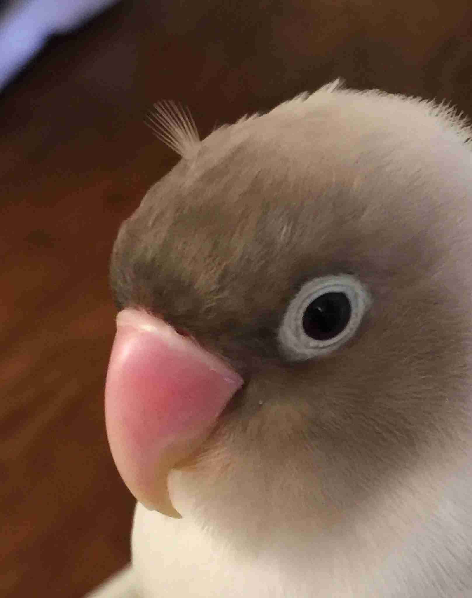 ペットの写真の撮り方を教えてください
