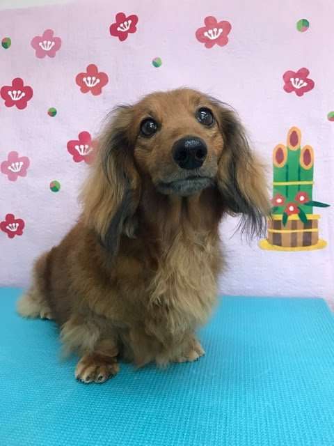 ペットの写真の撮り方を教えてください
