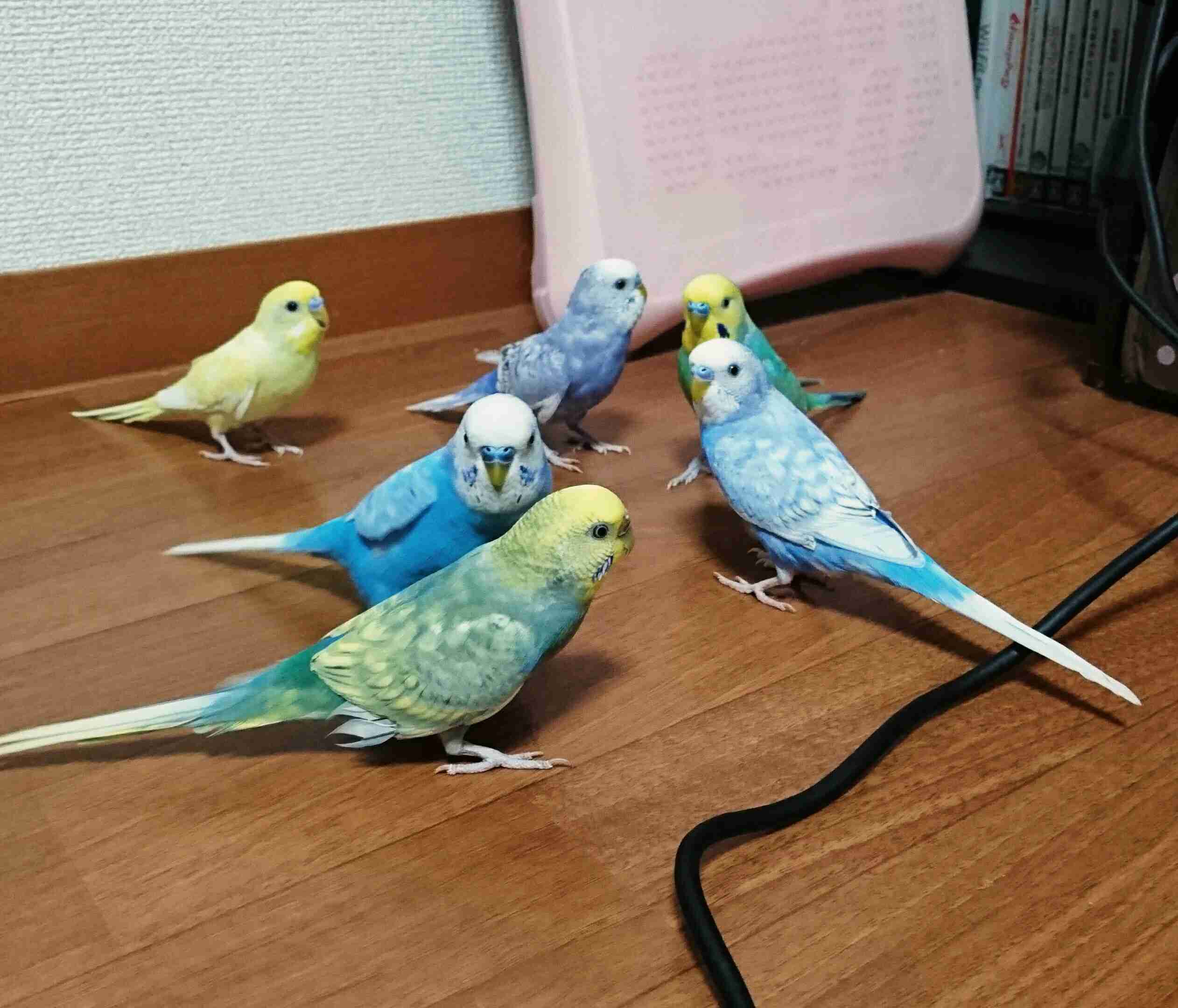 ペットの写真の撮り方を教えてください