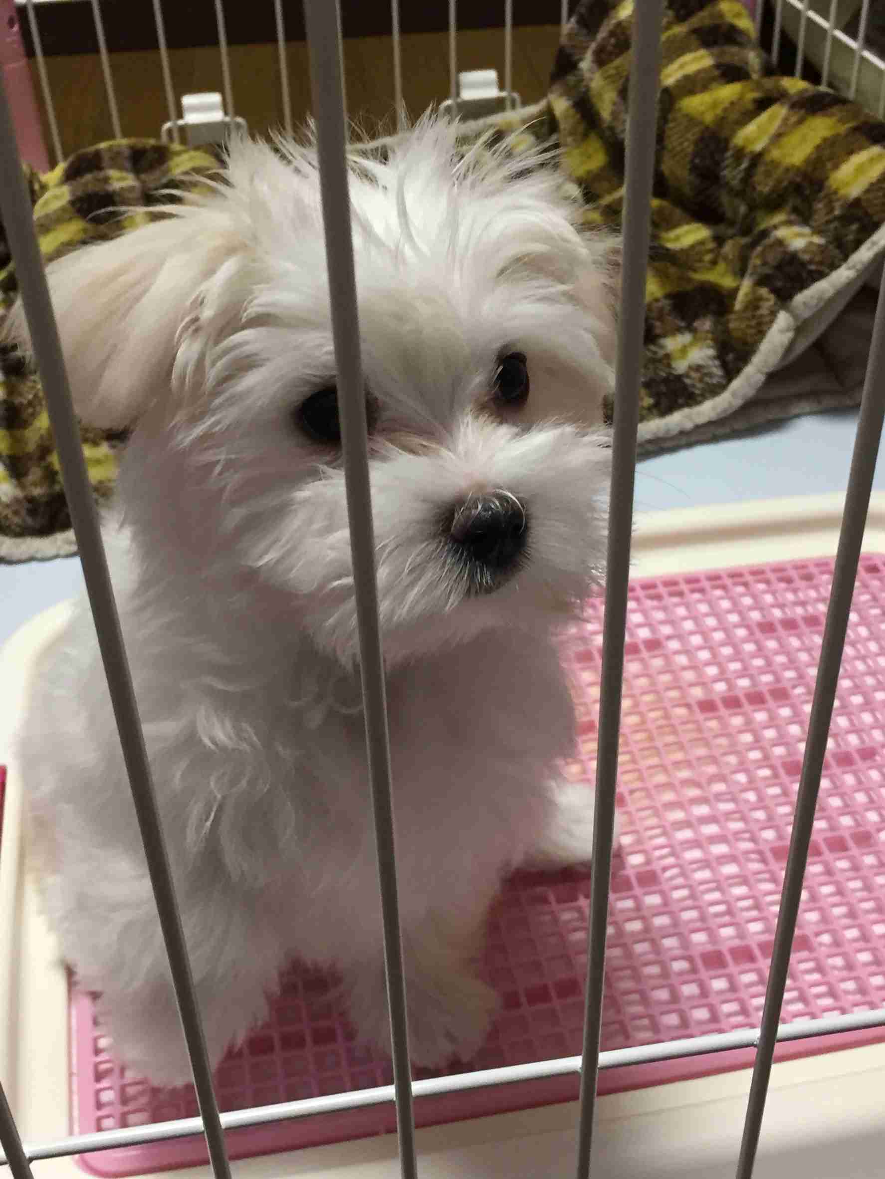 ペットの写真の撮り方を教えてください