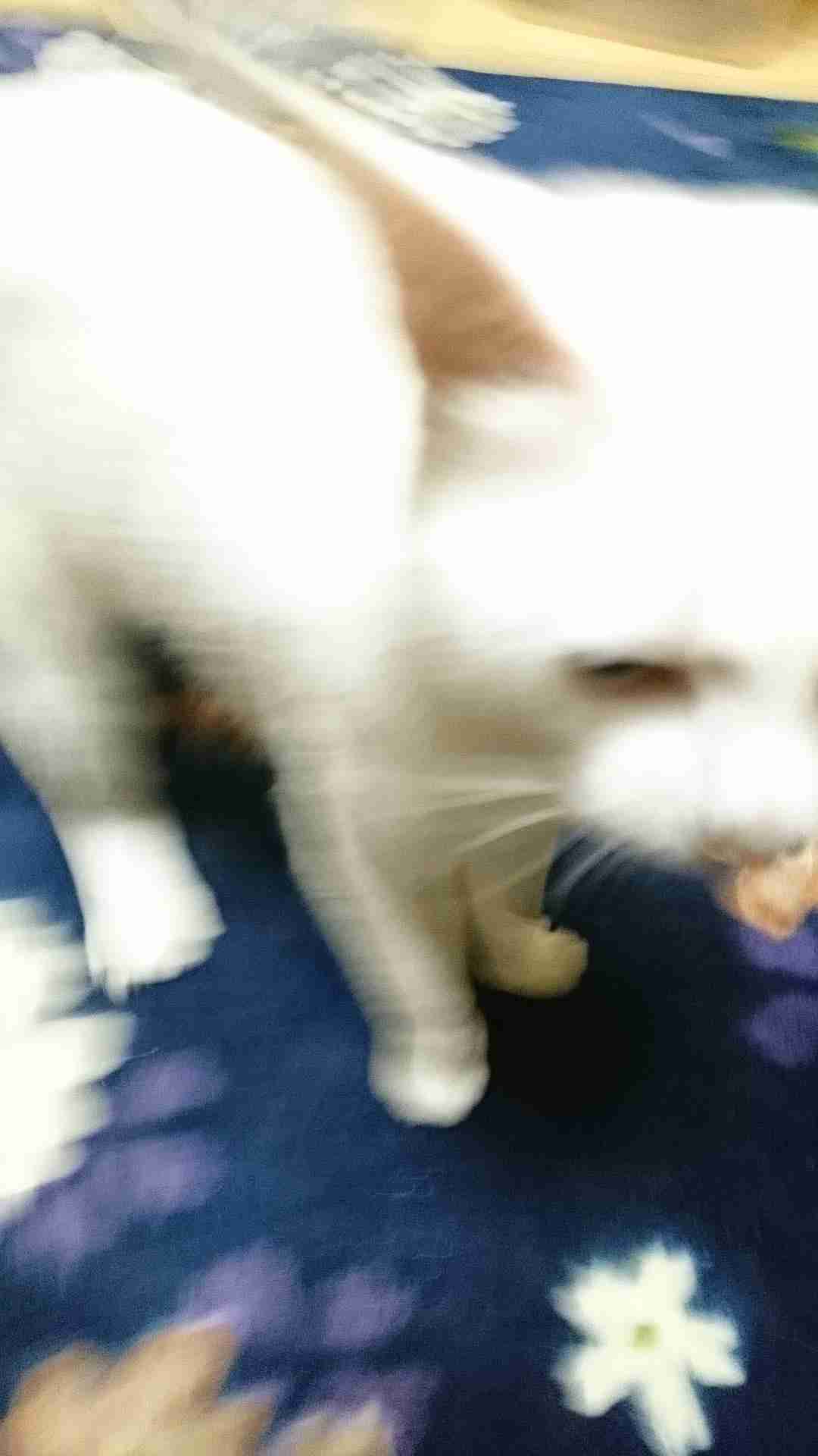 ペットの写真の撮り方を教えてください