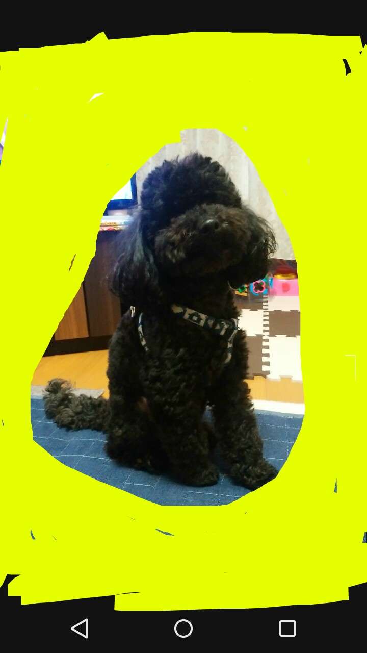 ペットの写真の撮り方を教えてください