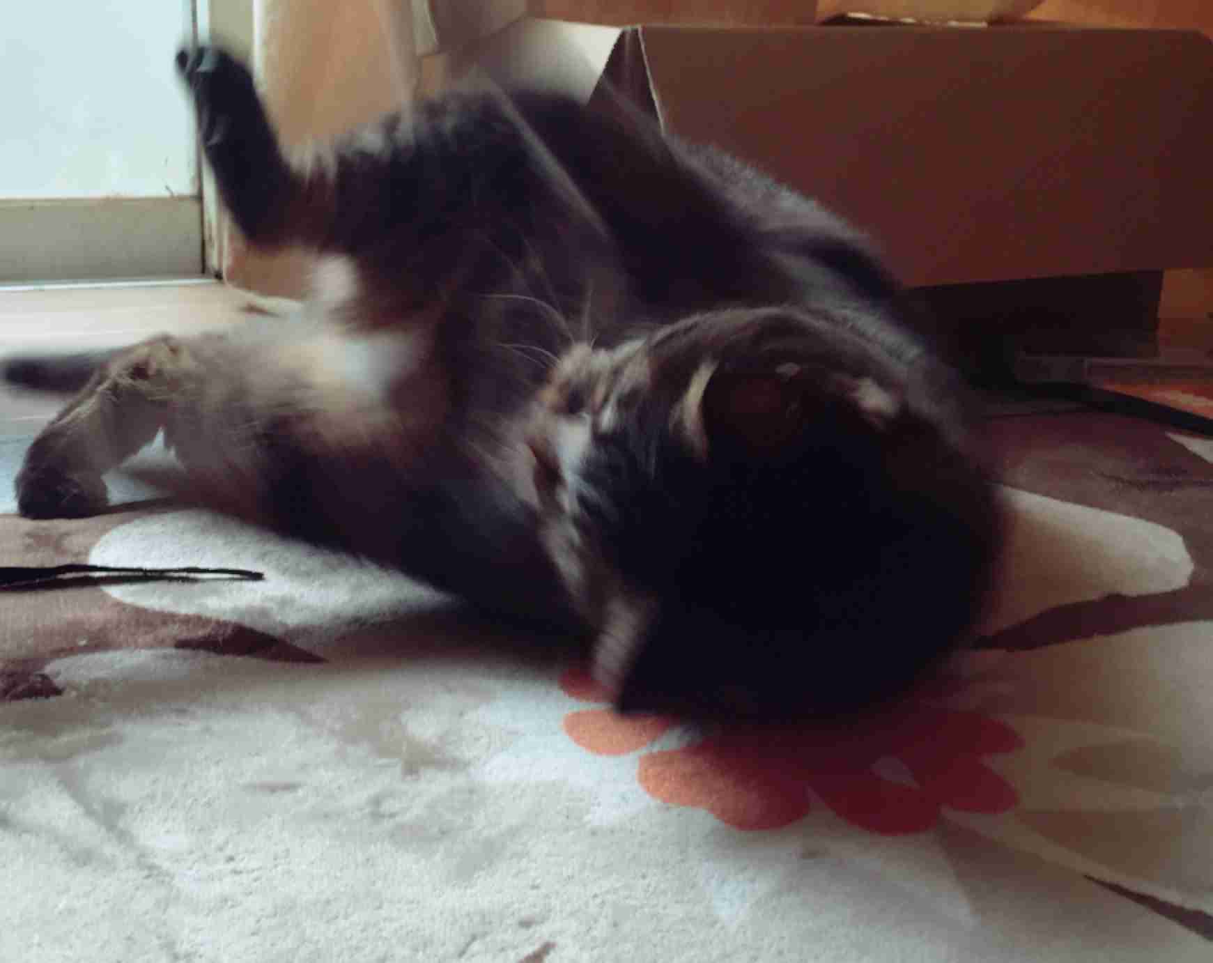 ペットの写真の撮り方を教えてください