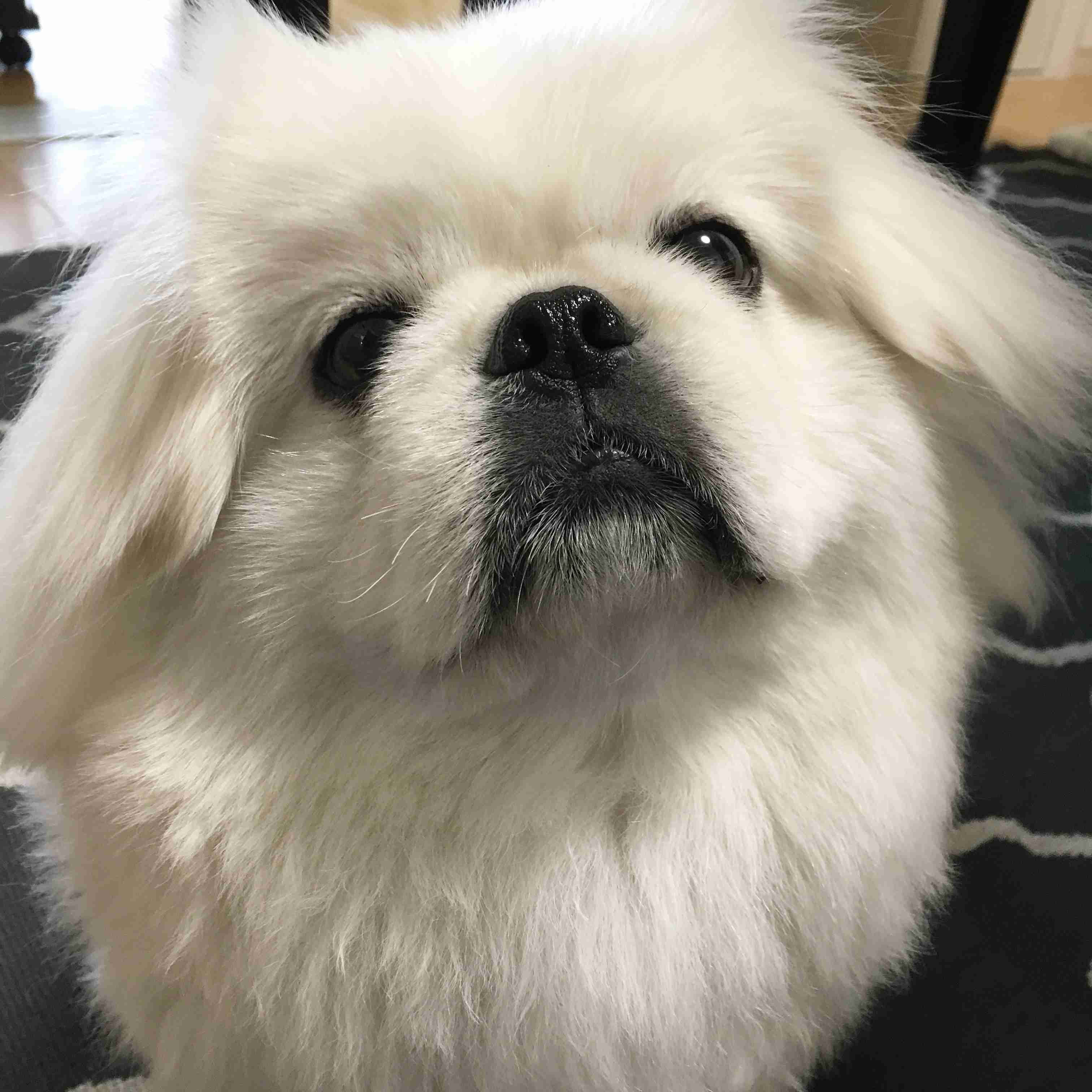ペットの写真の撮り方を教えてください