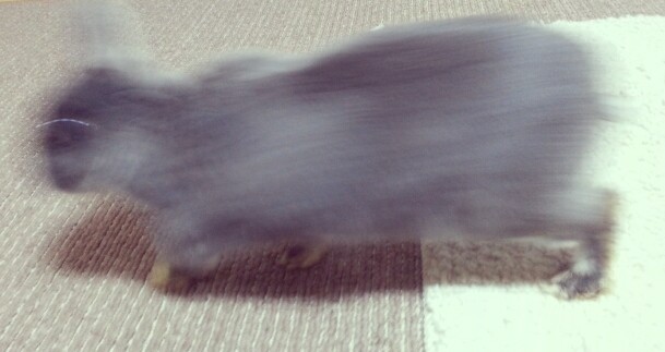 ペットの写真の撮り方を教えてください