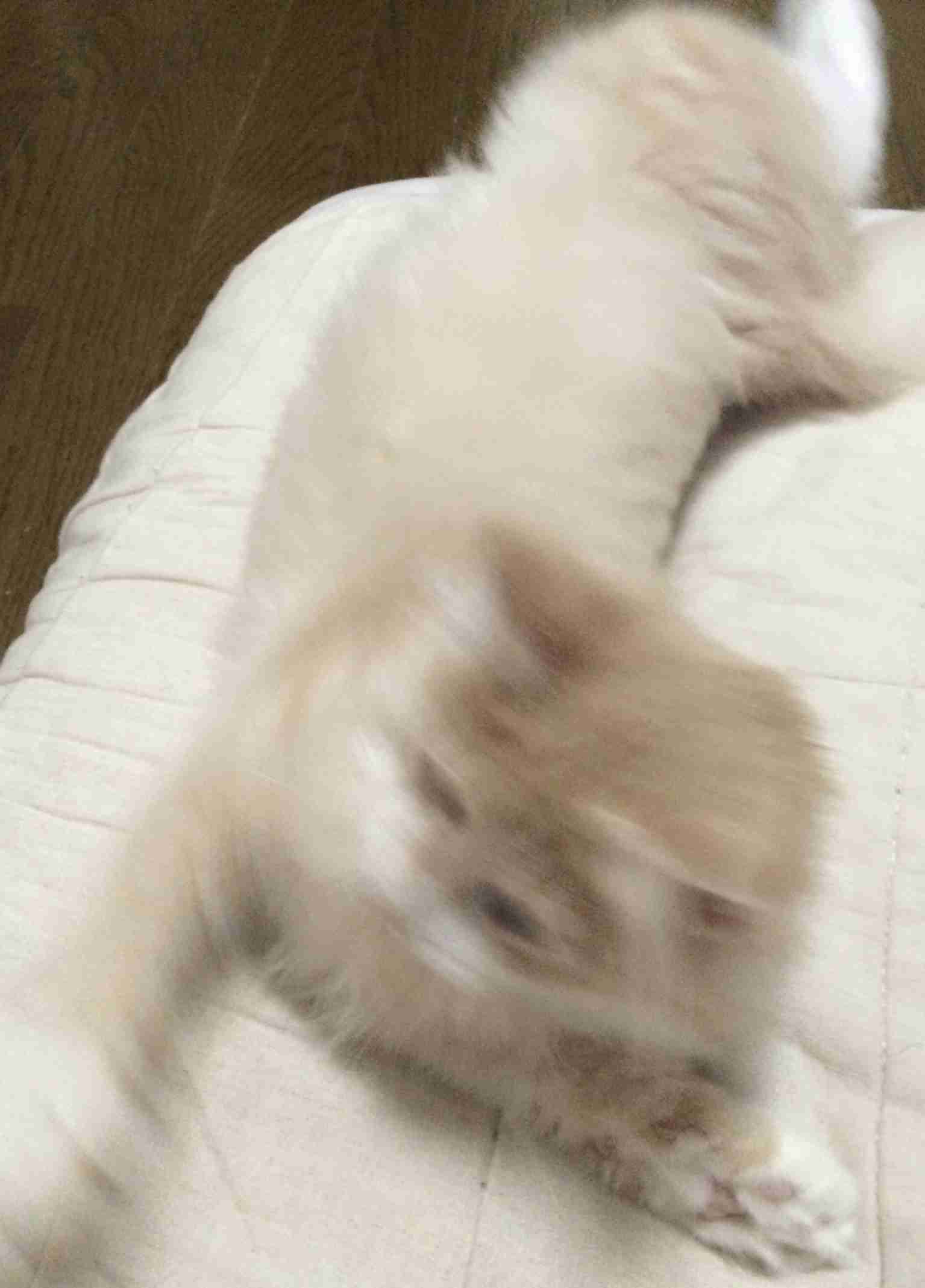 ペットの写真の撮り方を教えてください