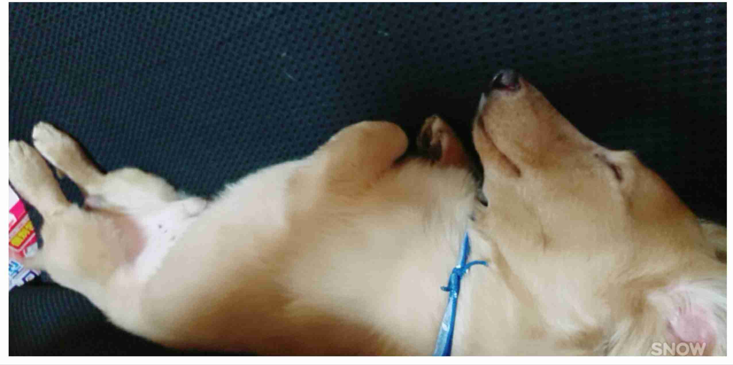 ペットの写真の撮り方を教えてください