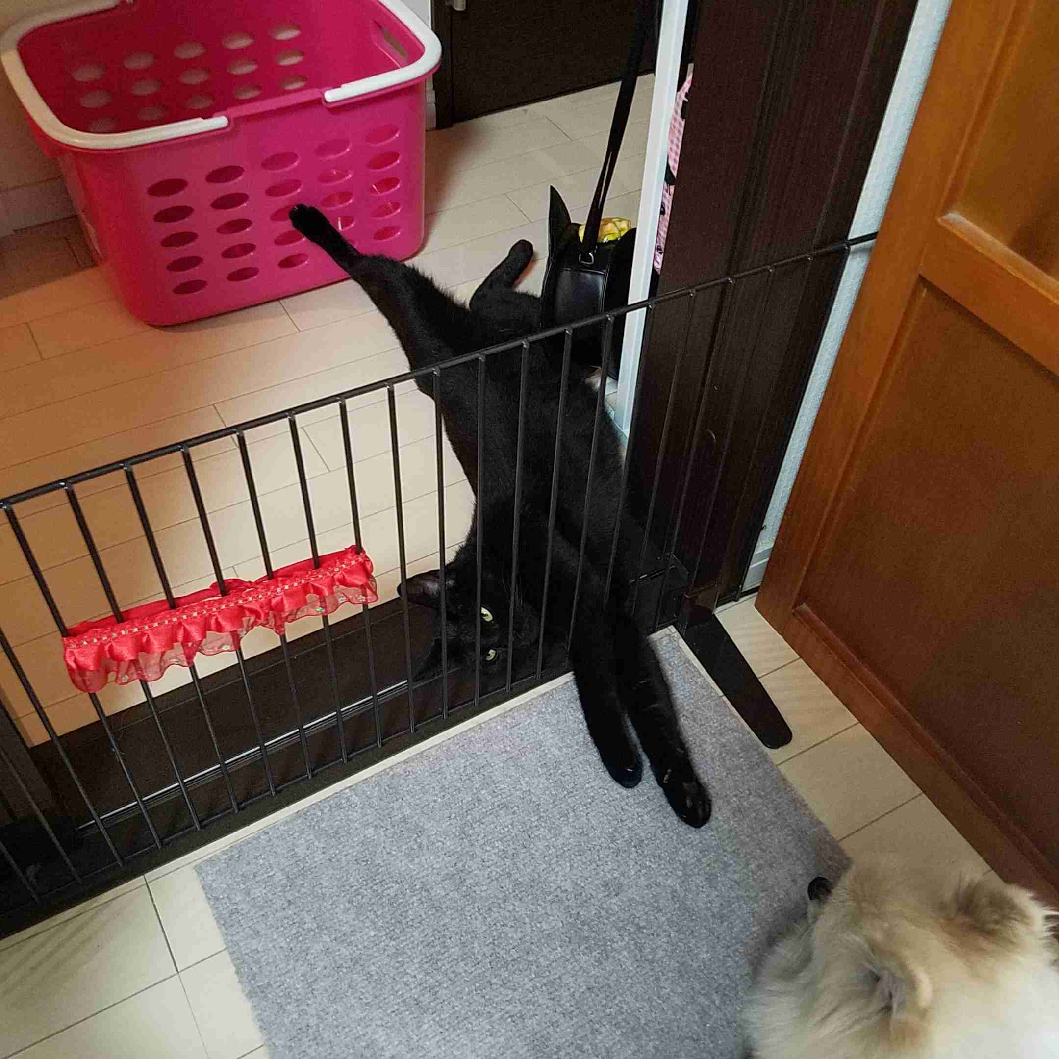 ペットの写真の撮り方を教えてください