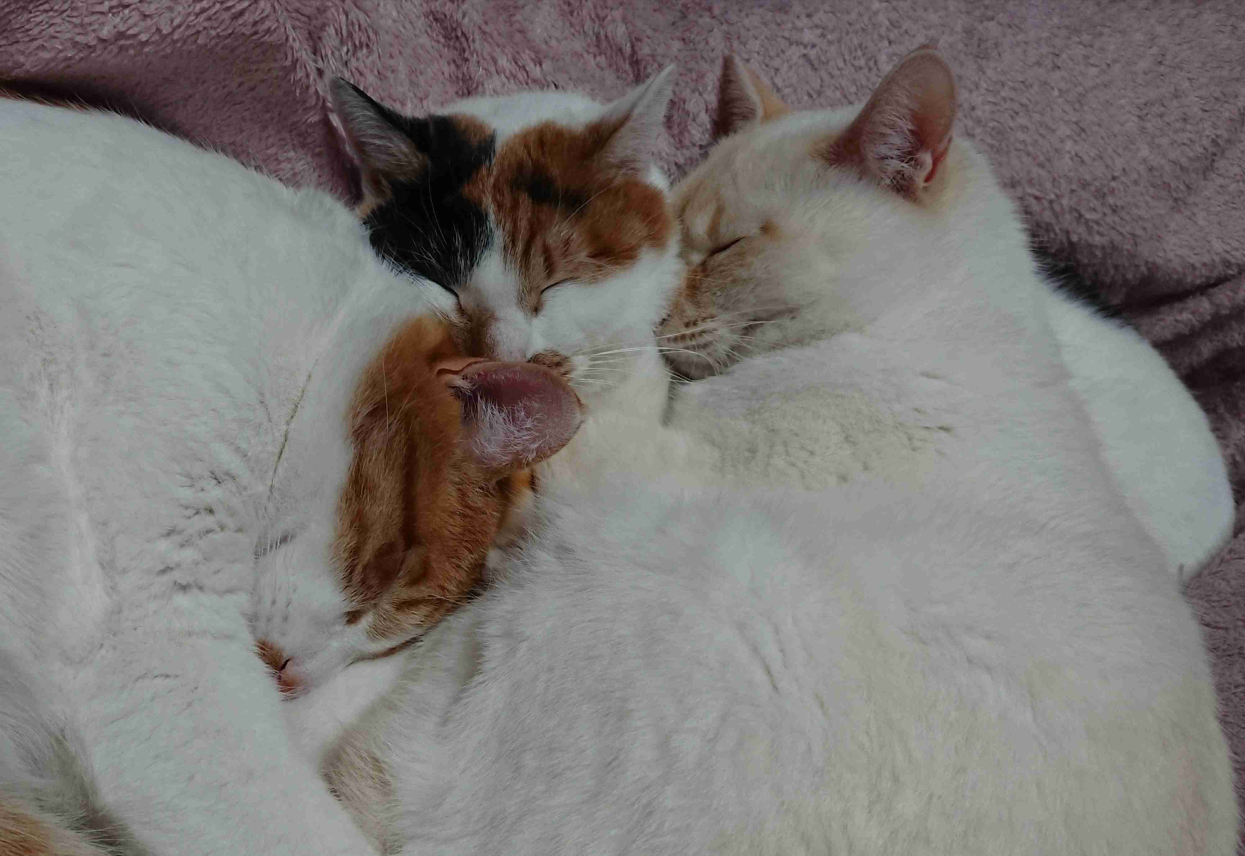ペットの写真の撮り方を教えてください