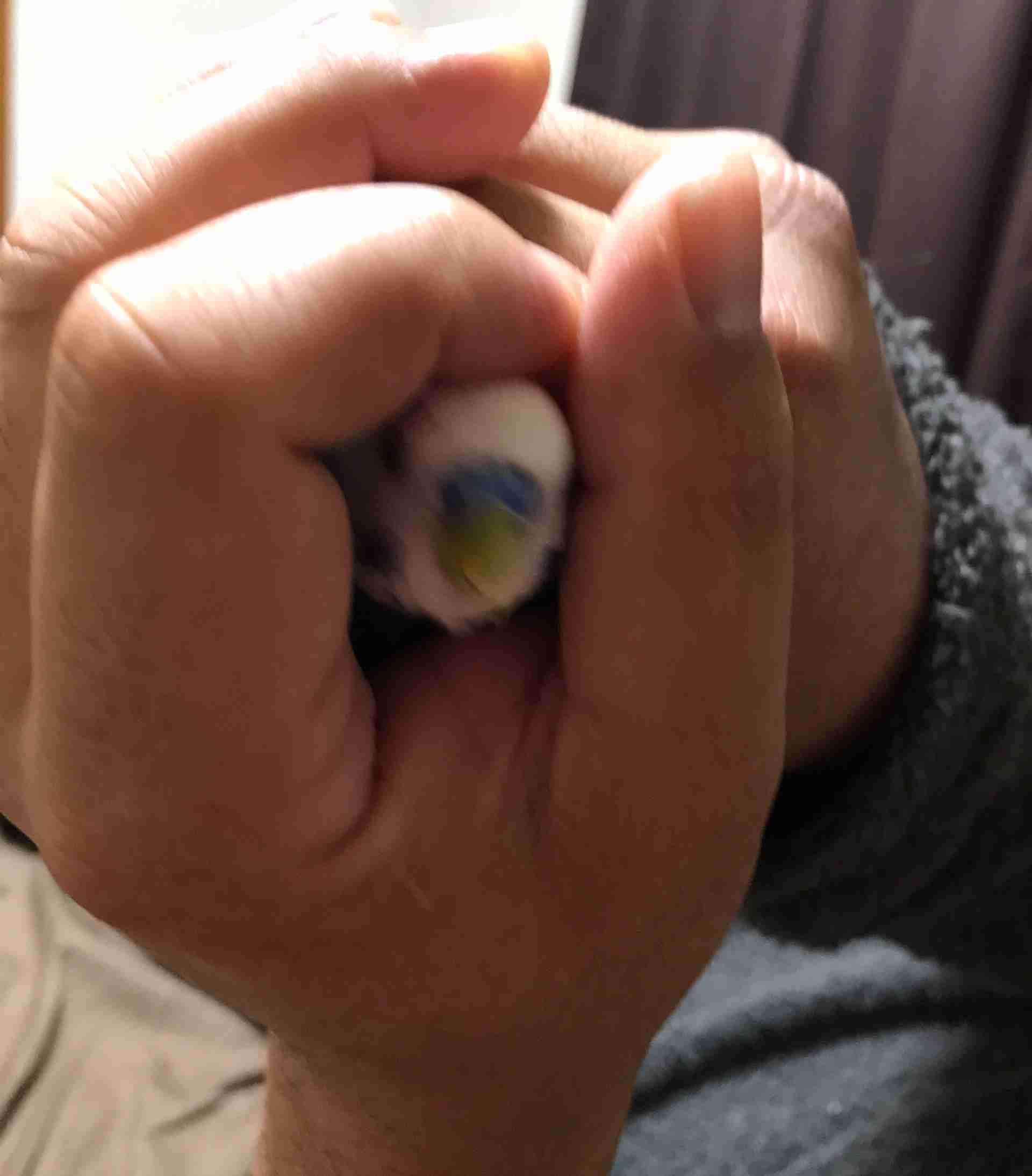 ペットの写真の撮り方を教えてください