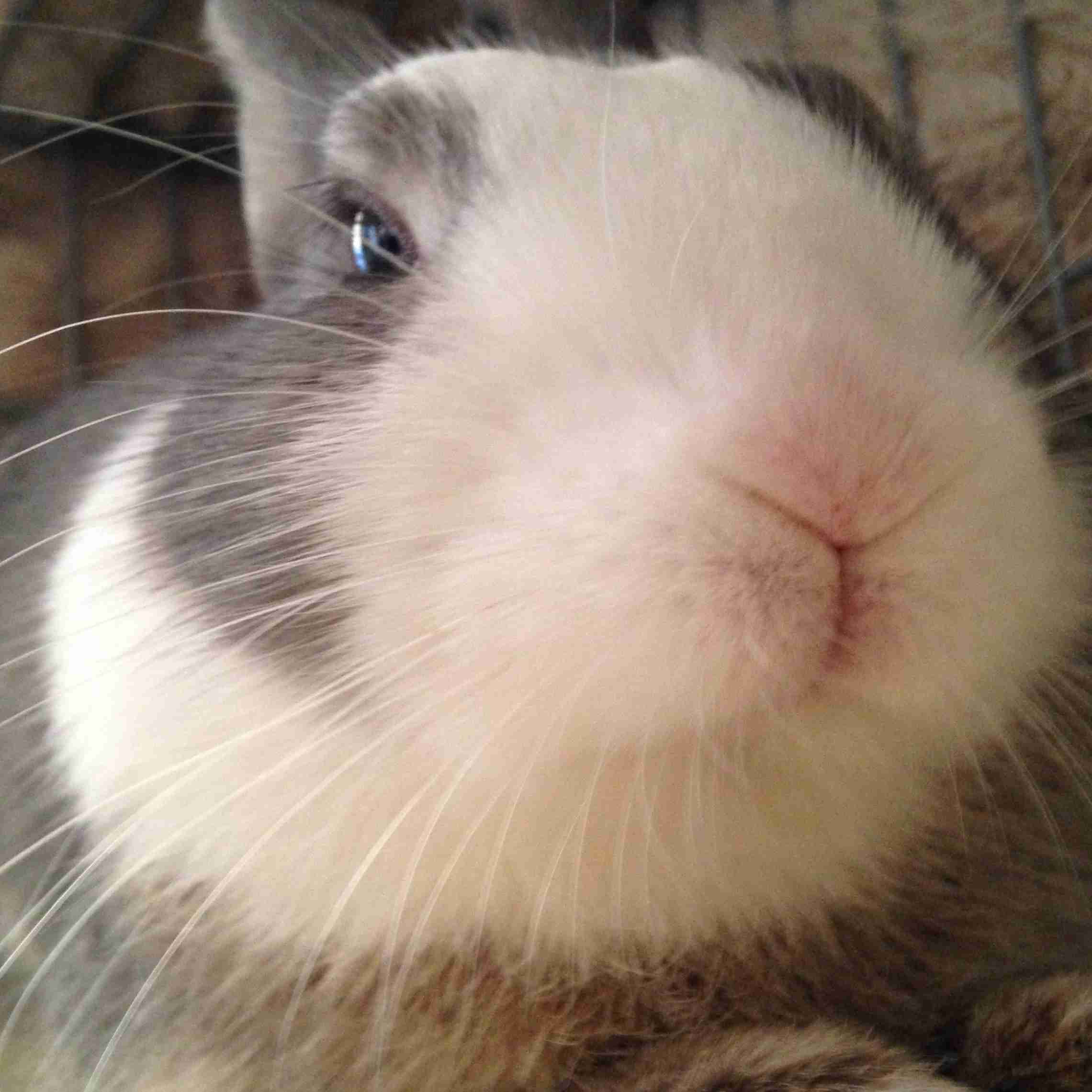 ペットの写真の撮り方を教えてください