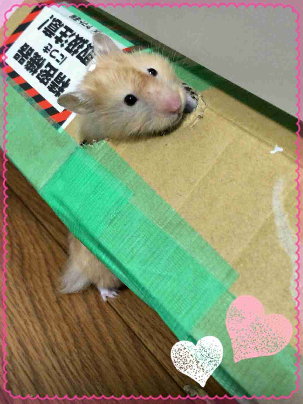 ペットの写真の撮り方を教えてください