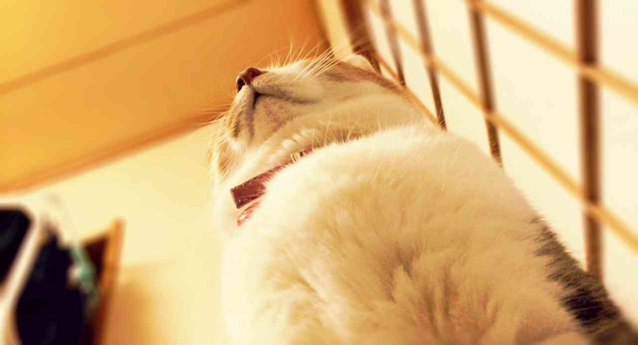 ペットの写真の撮り方を教えてください