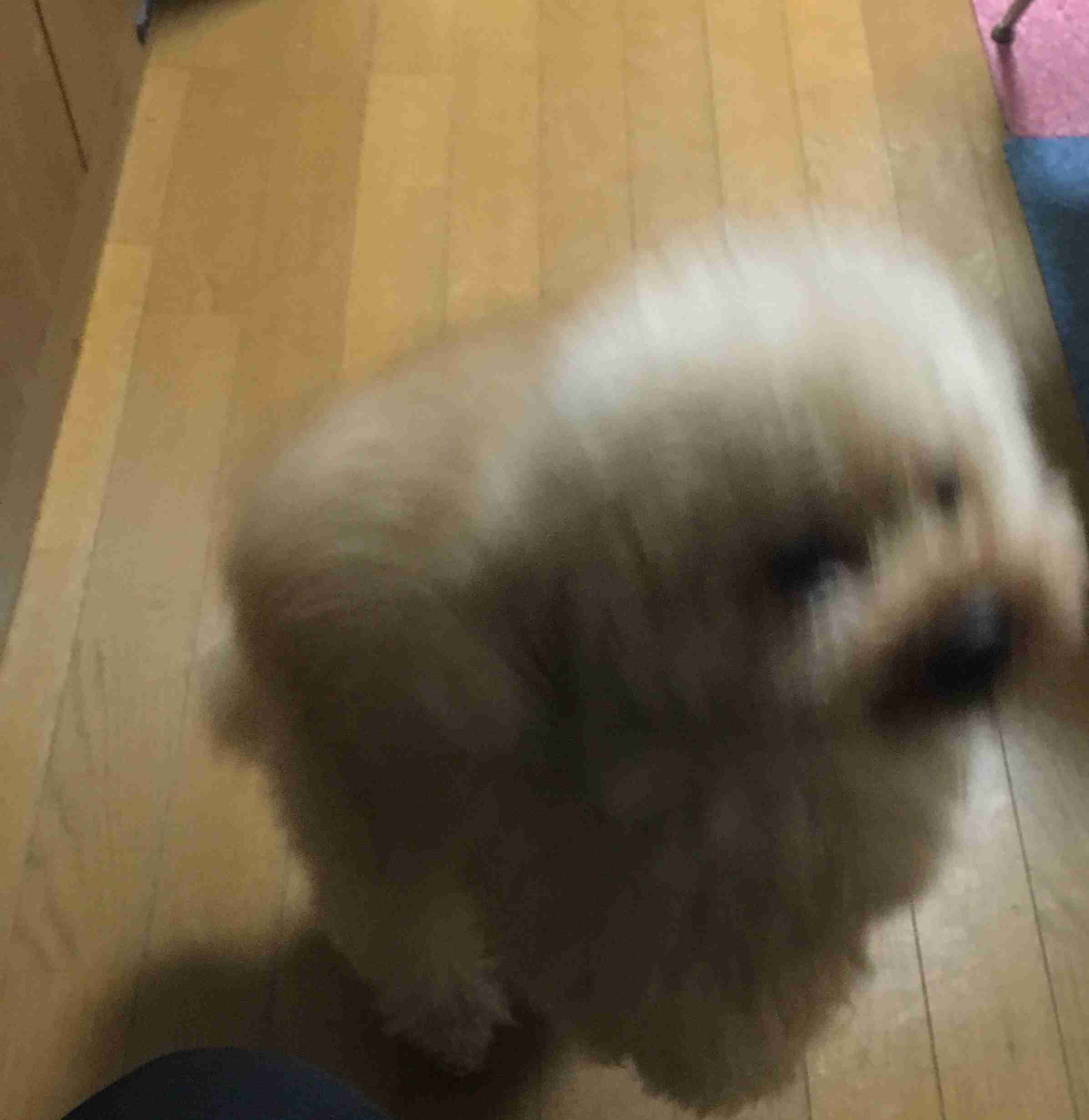 ペットの写真の撮り方を教えてください