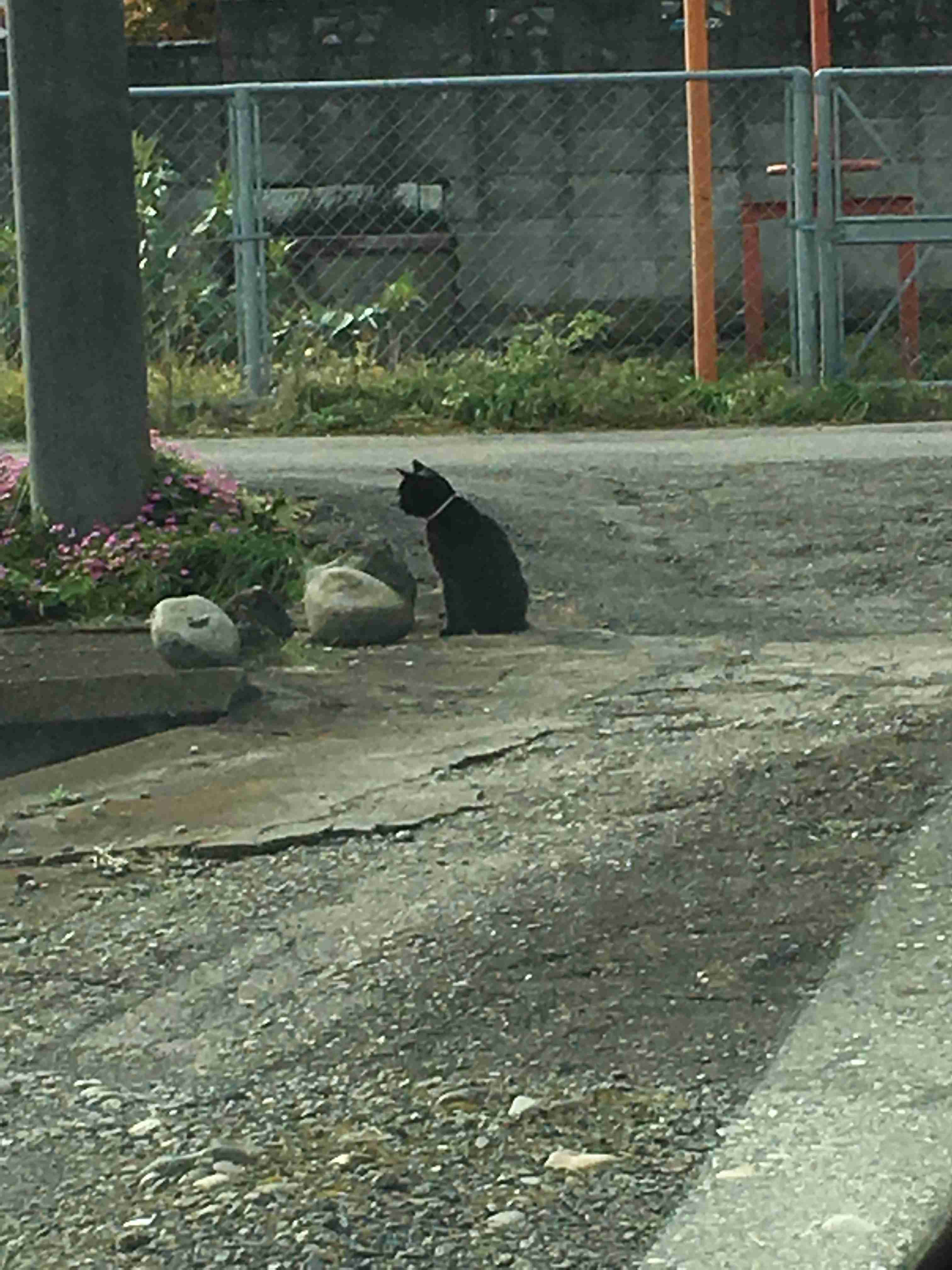 ペットの写真の撮り方を教えてください