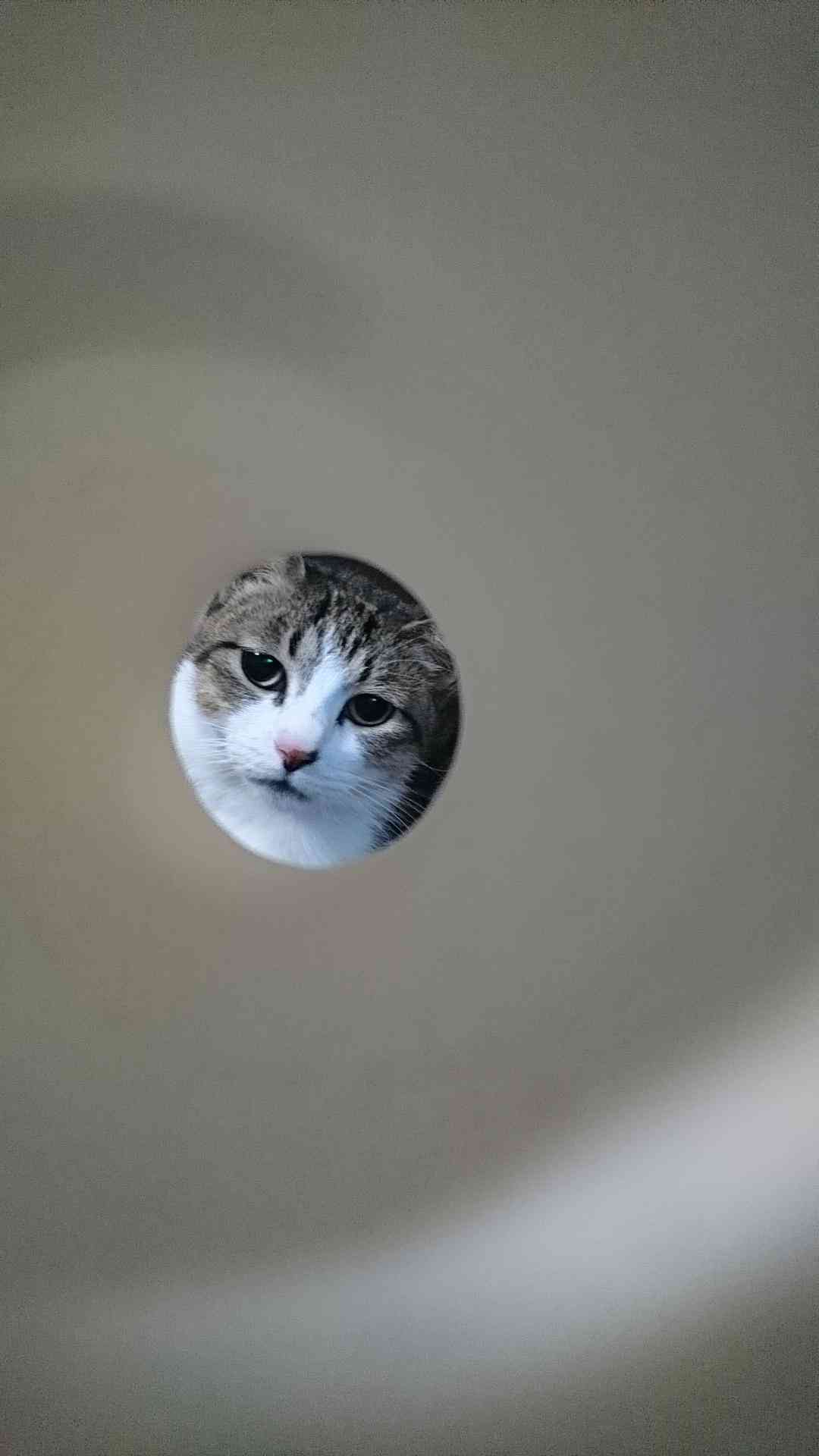 ペットの写真の撮り方を教えてください
