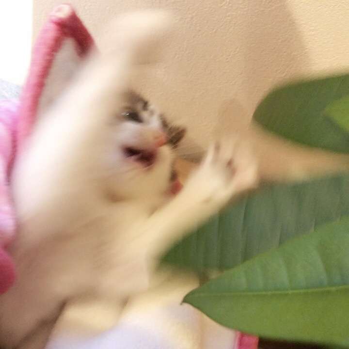 ペットの写真の撮り方を教えてください