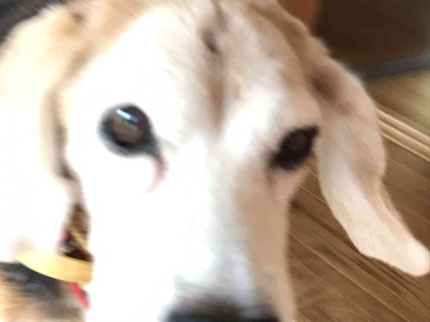 ペットの写真の撮り方を教えてください