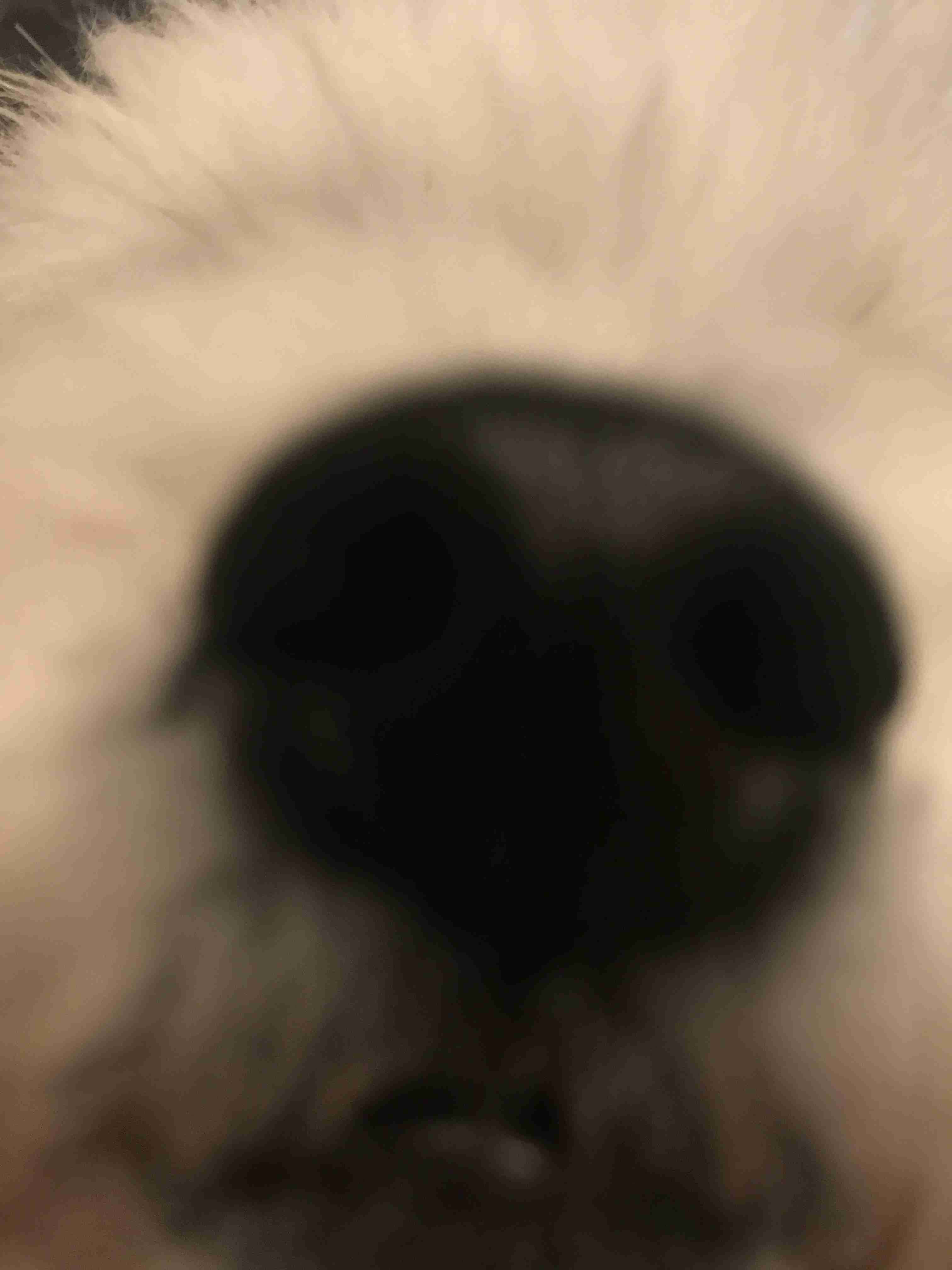 ペットの写真の撮り方を教えてください