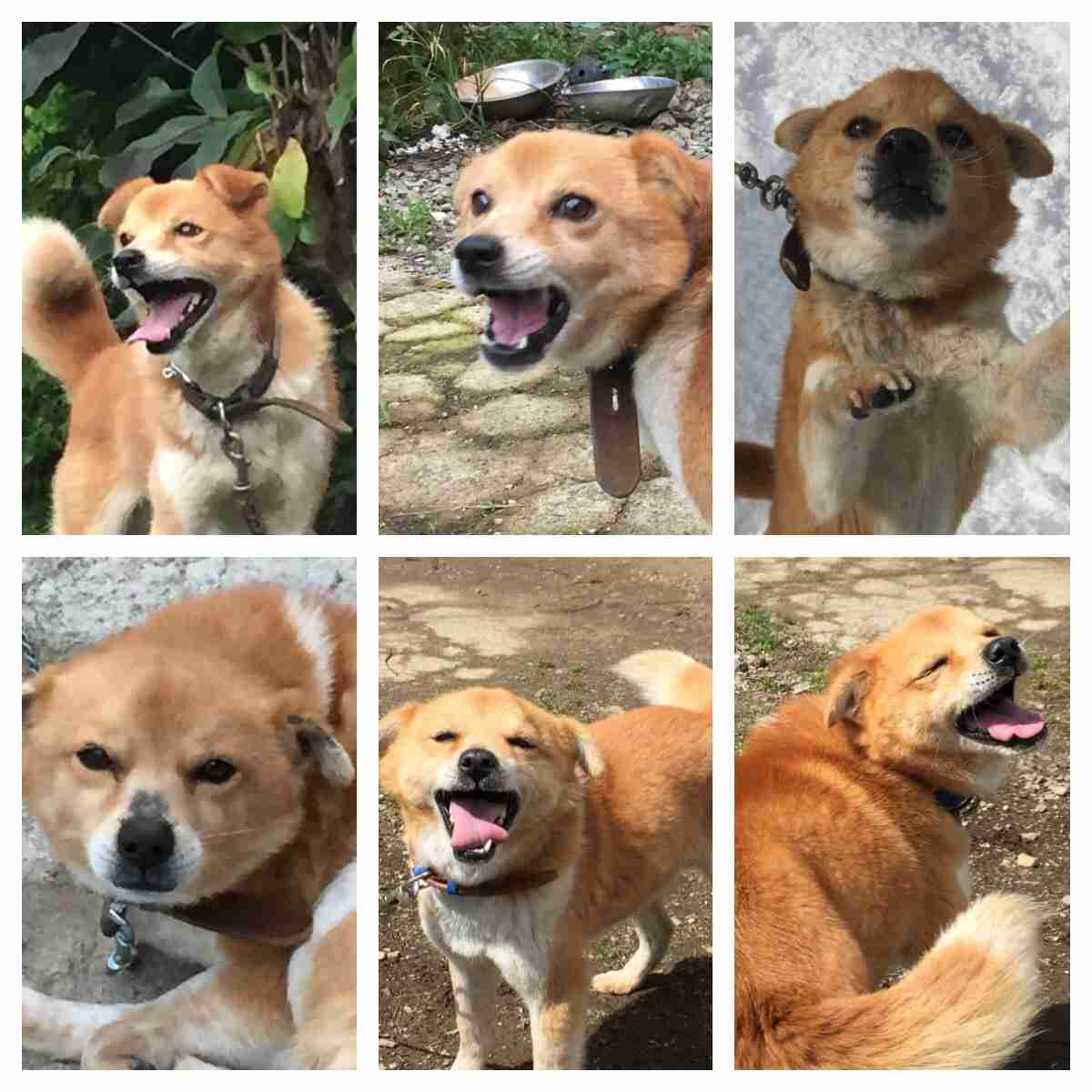 ペットの写真の撮り方を教えてください