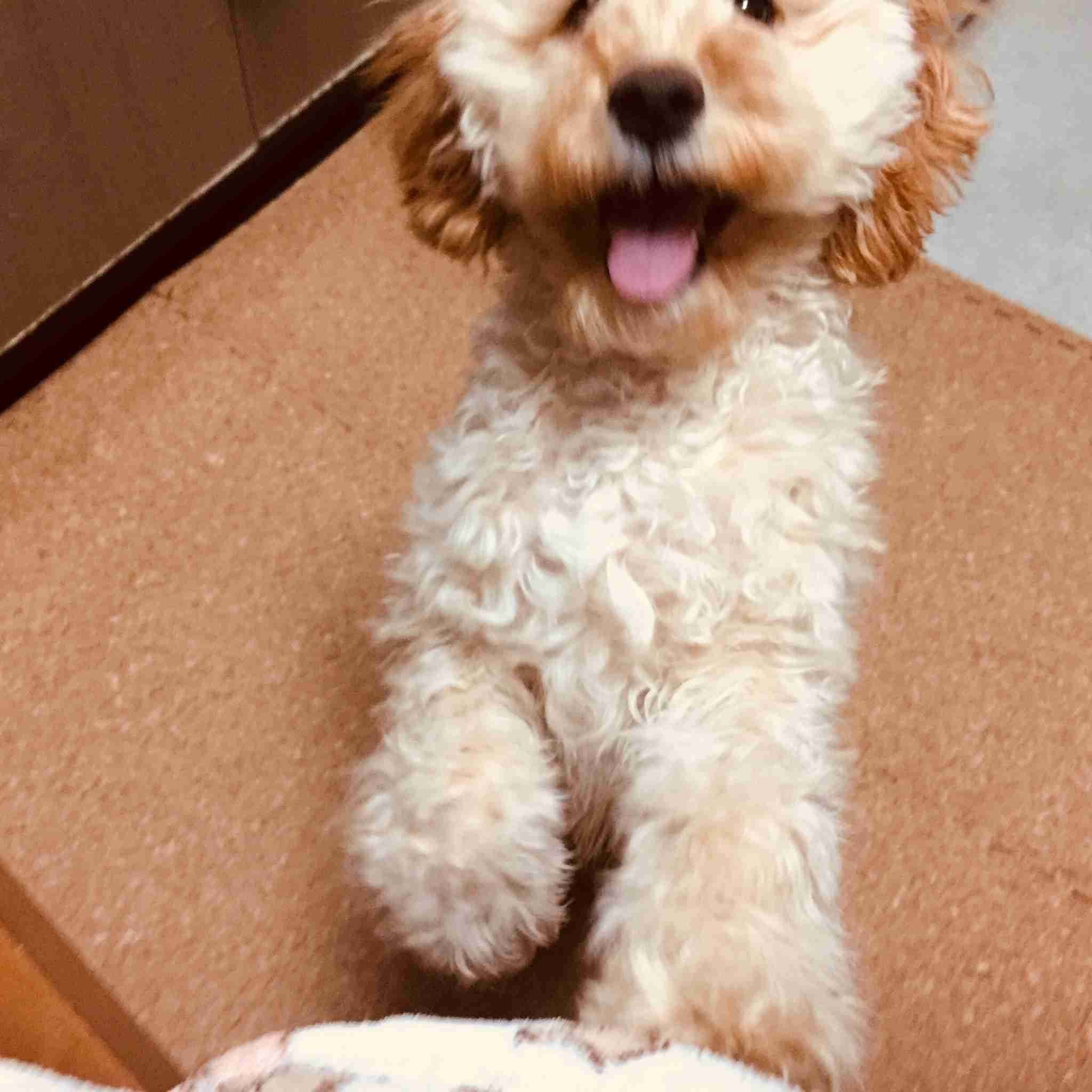 ペットの写真の撮り方を教えてください