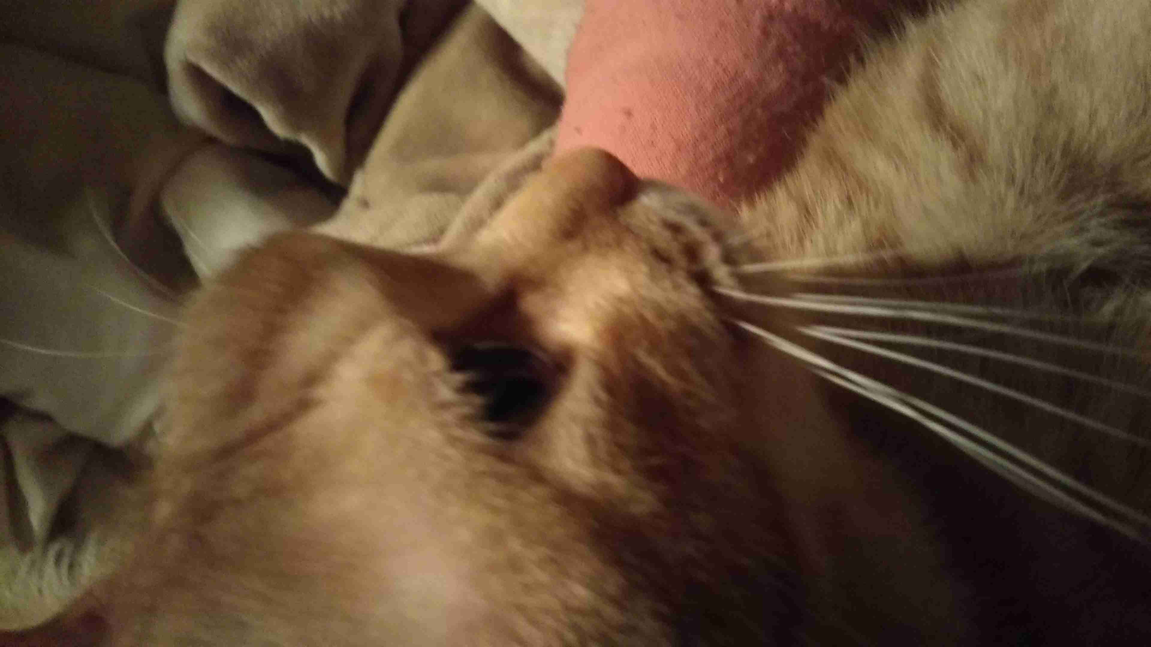 ペットの写真の撮り方を教えてください