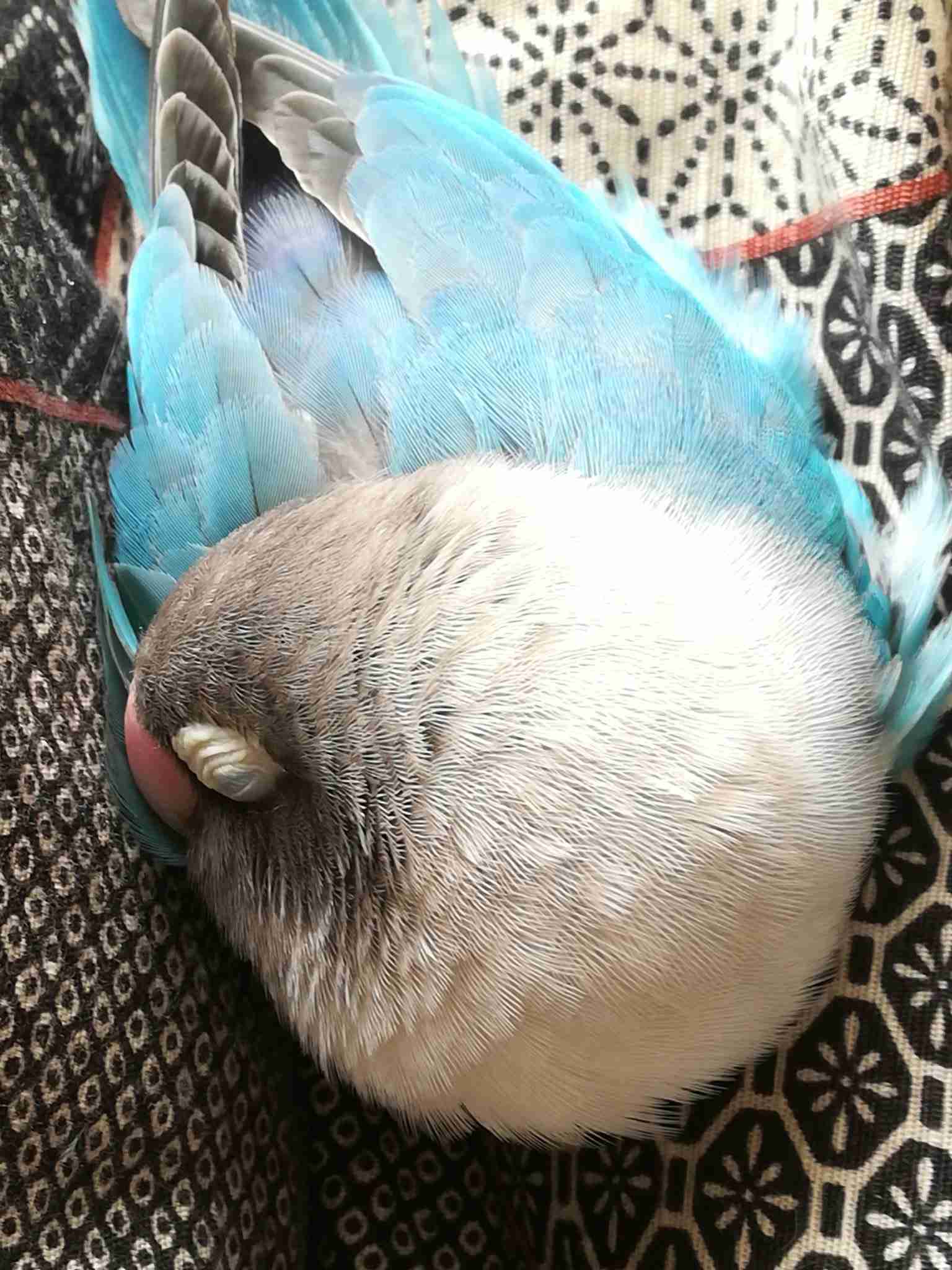 ペットの写真の撮り方を教えてください